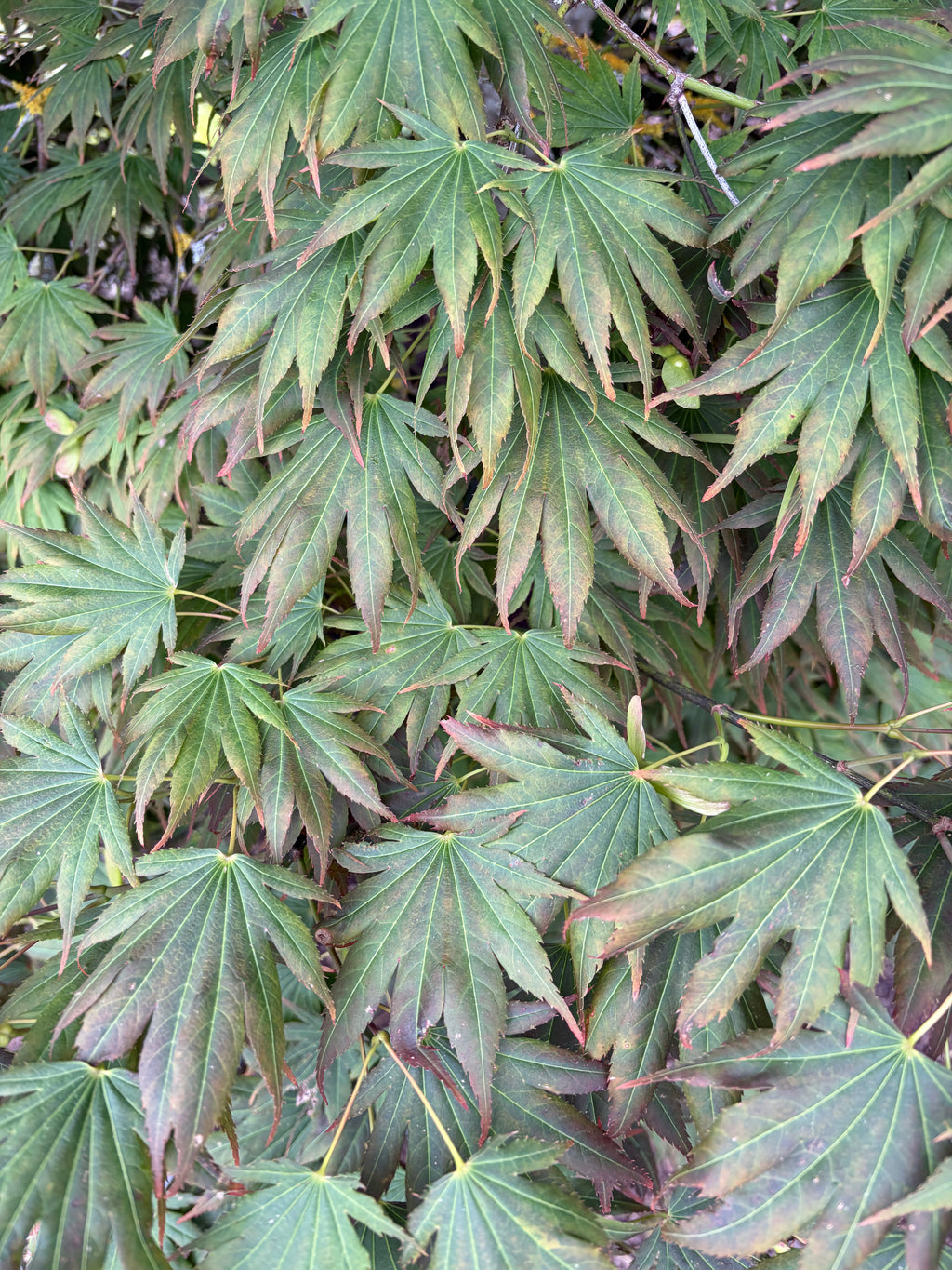Acer Shir ‘Johin’