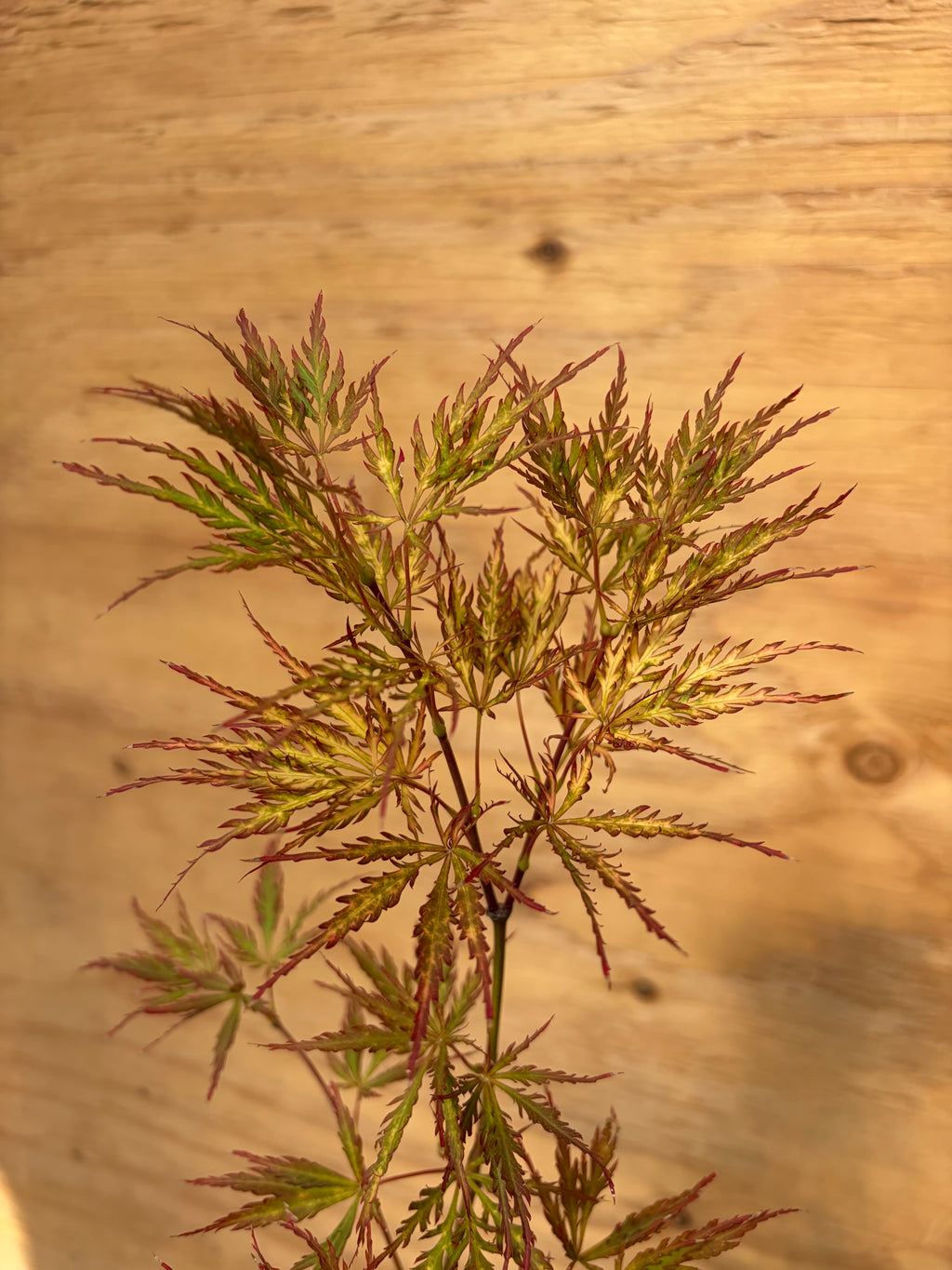 Acer Palmatum ‘Pink Filigree’