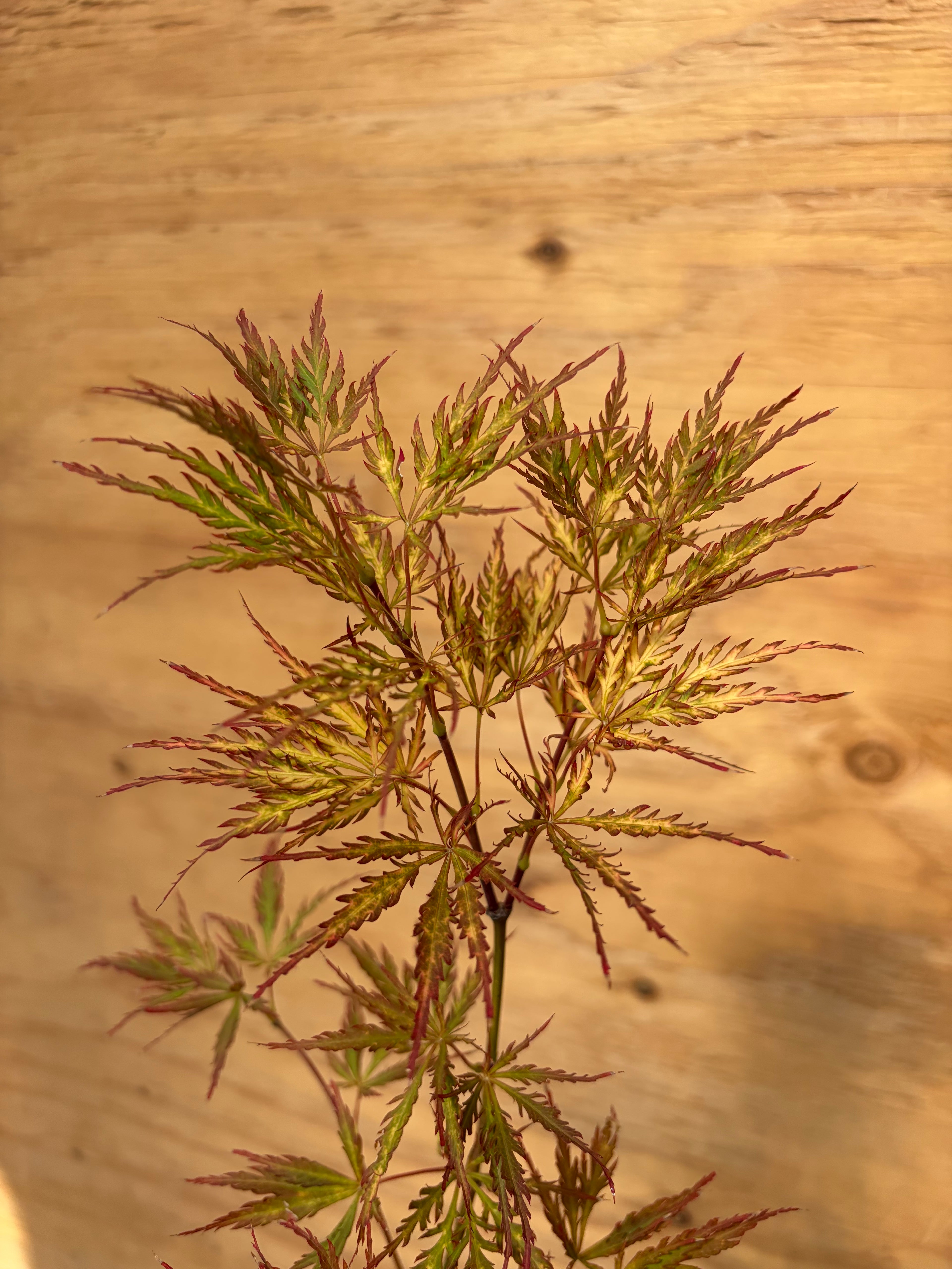 Acer Palmatum ‘Pink Filigree’