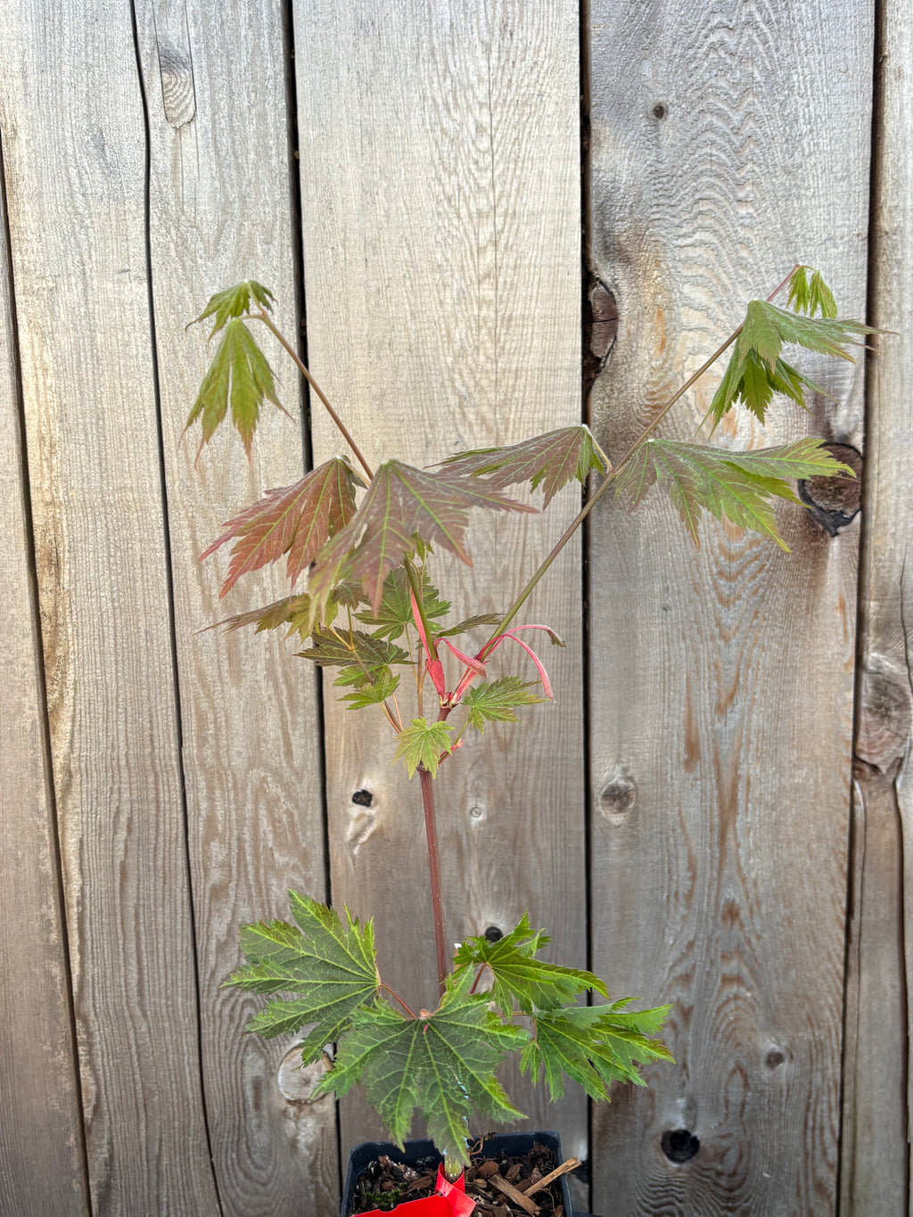 Acer Japonicum ‘Beni Otake’