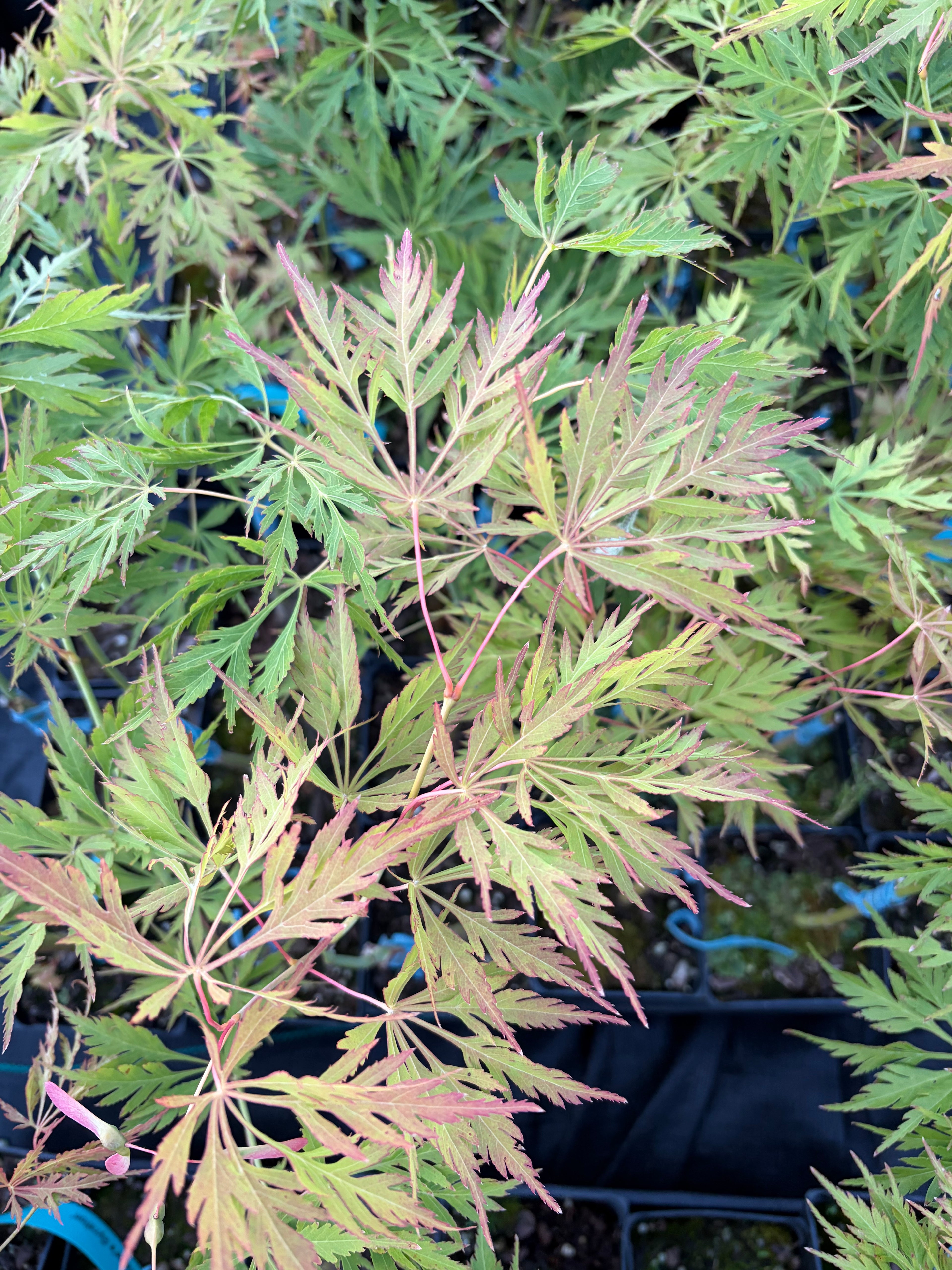 Acer Palmatum ‘Germaine’s Gyration’
