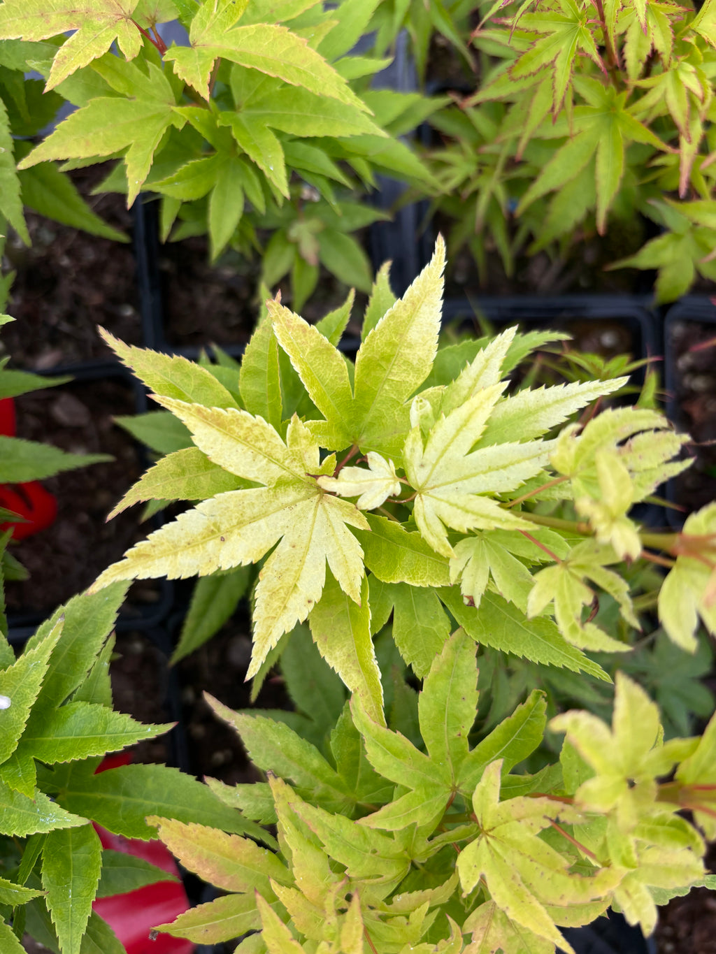 Acer Palmatum ‘Mayday’