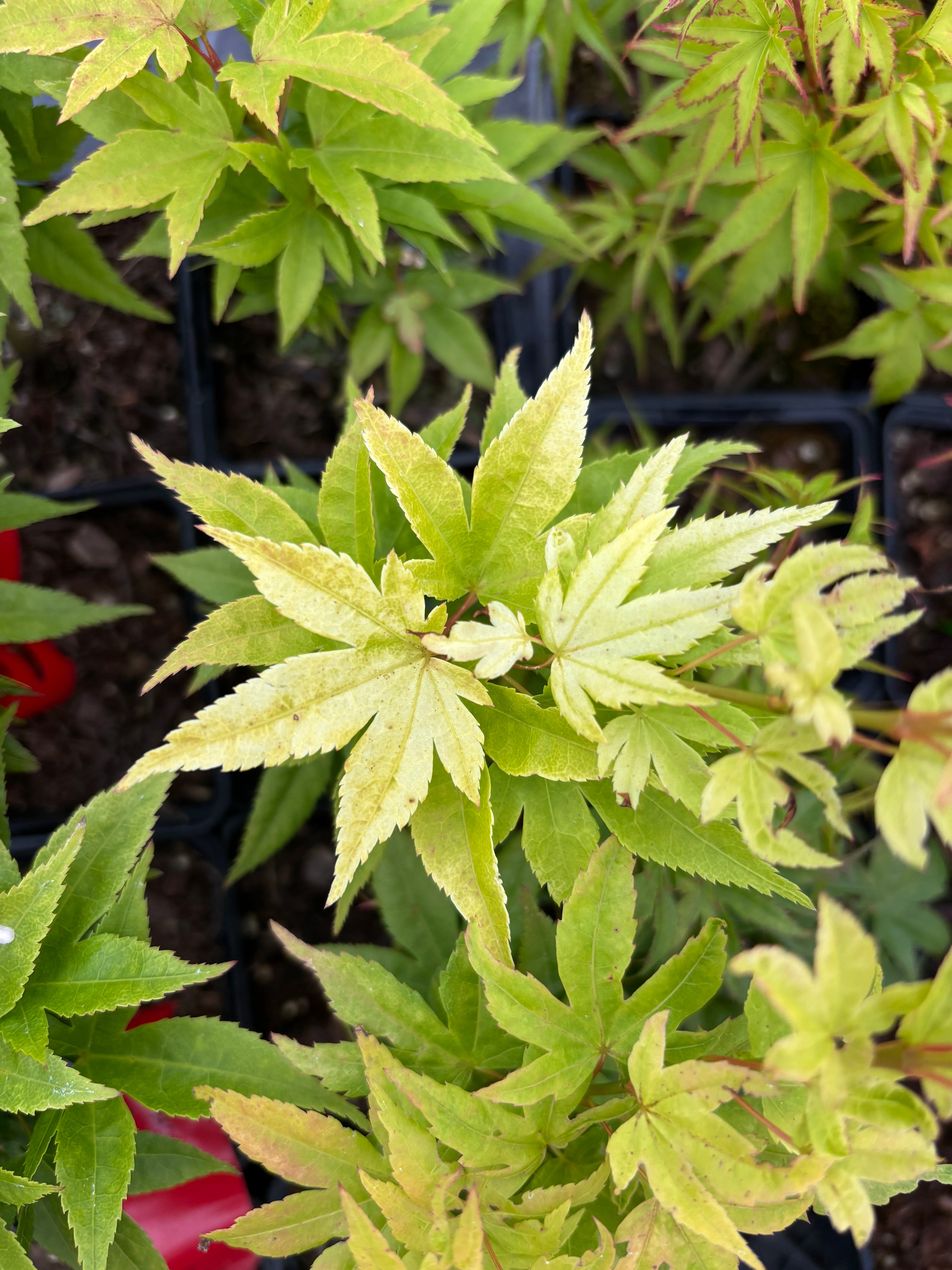 Acer Palmatum ‘Mayday’