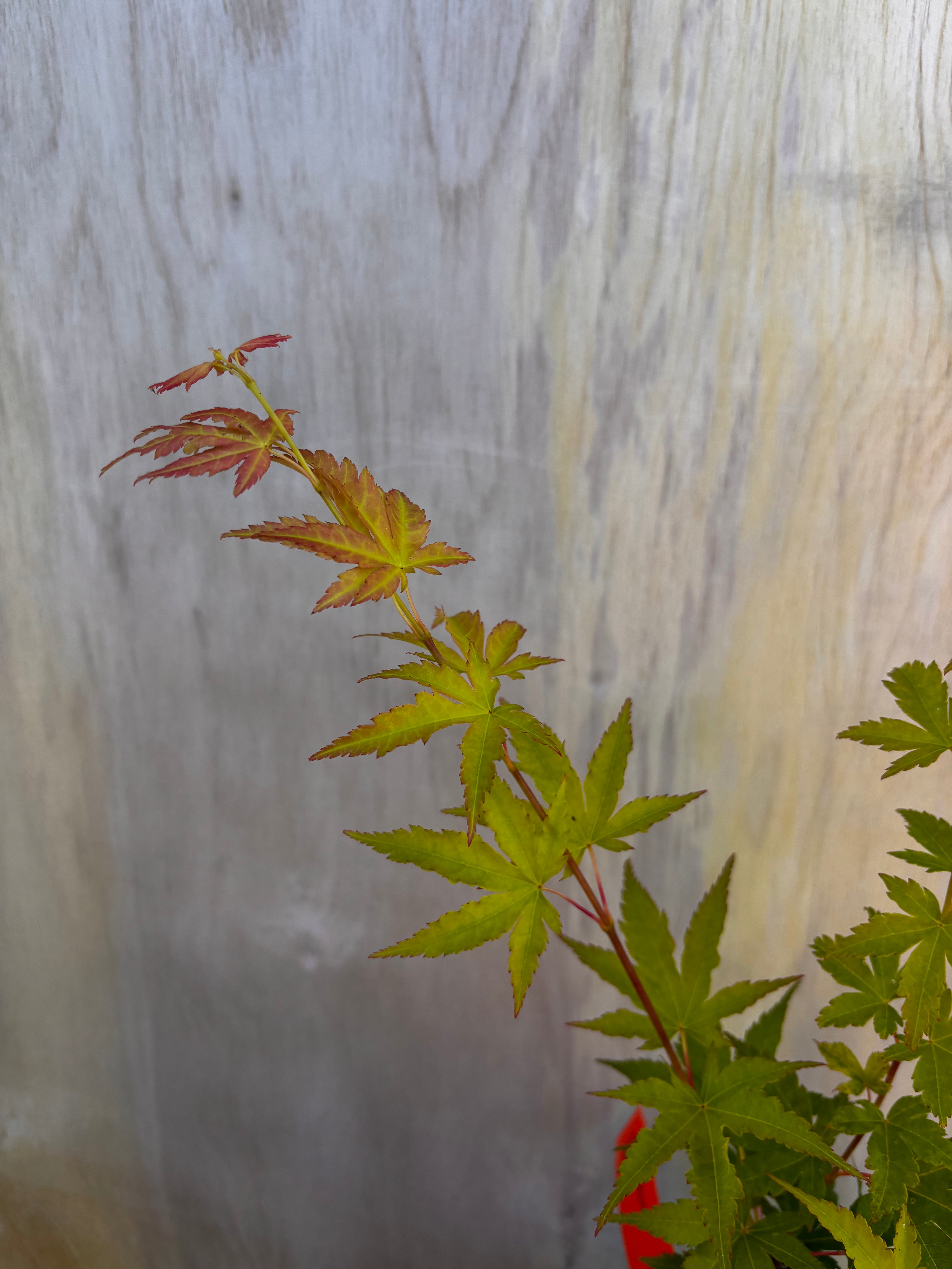 Acer Palmatum ‘Cupid’
