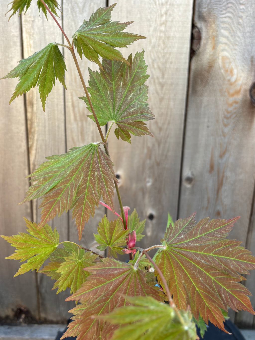 Acer Japonicum ‘Beni Otake’