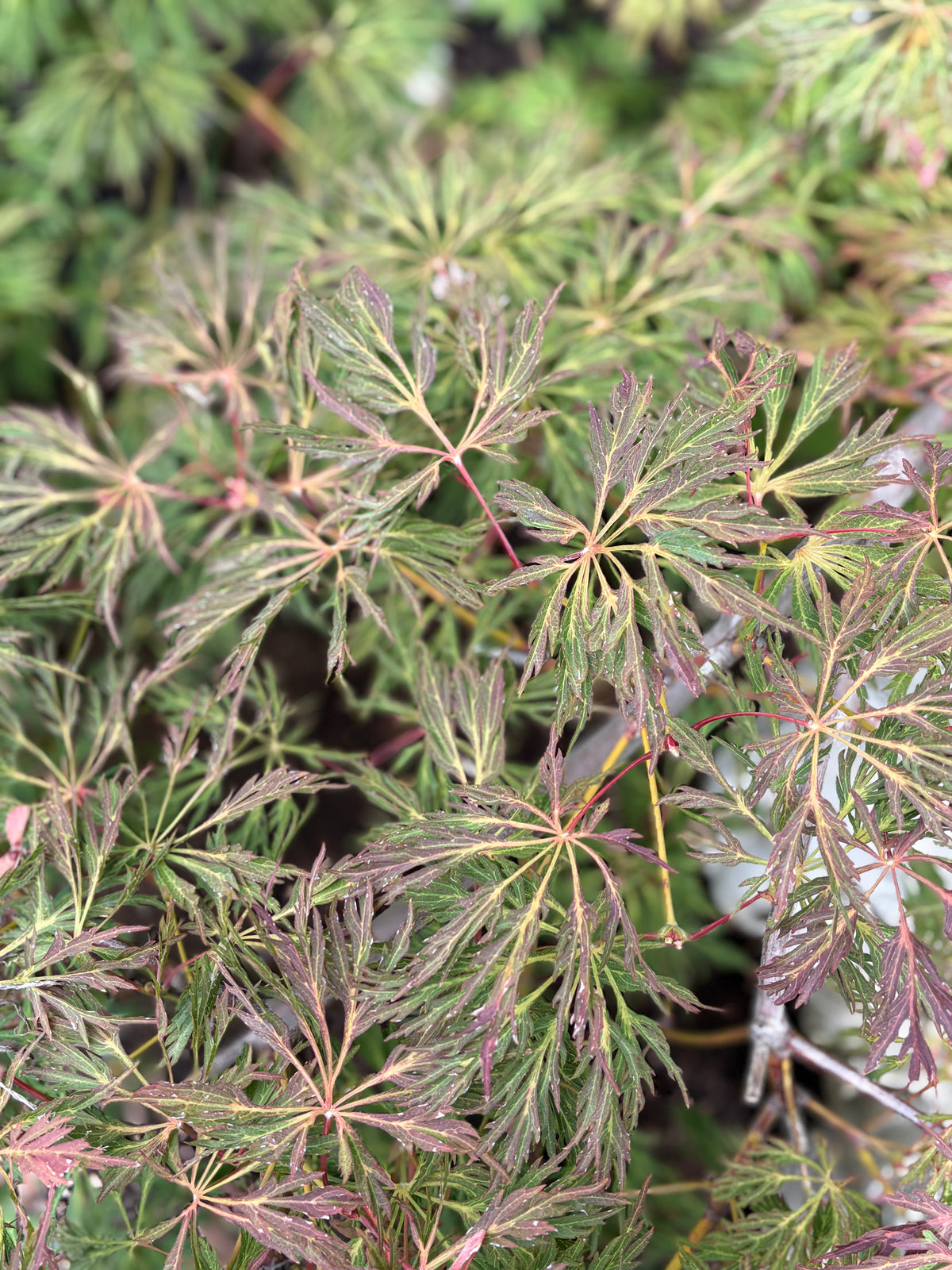Acer Japonicum ‘Oregon Fern’