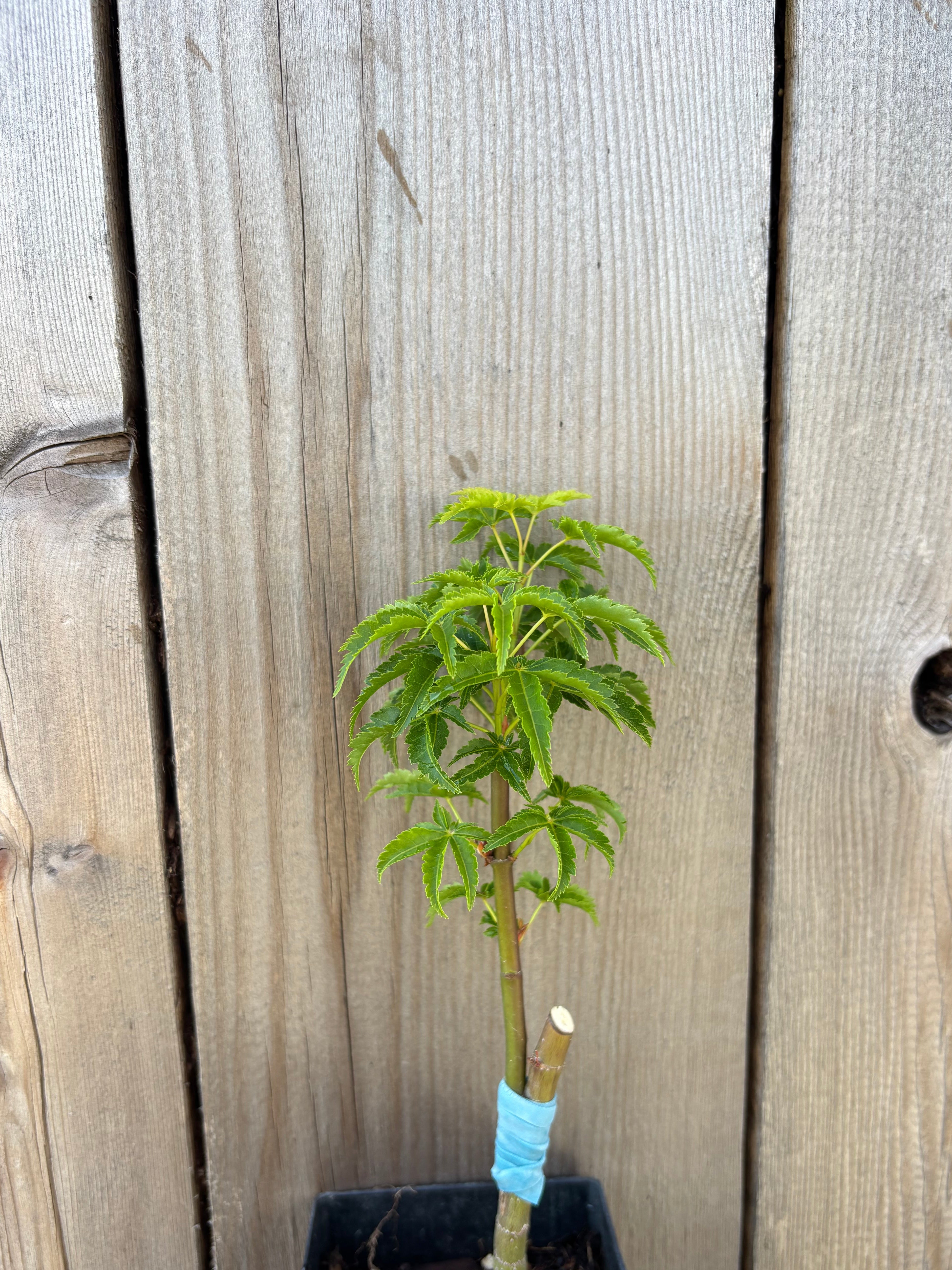 Acer Palmatum ‘Shishigashira’