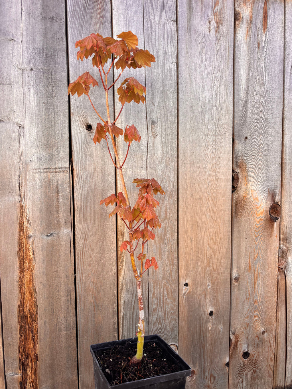 Acer Japonicum ‘Ruby’