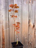Acer Japonicum ‘Ruby’