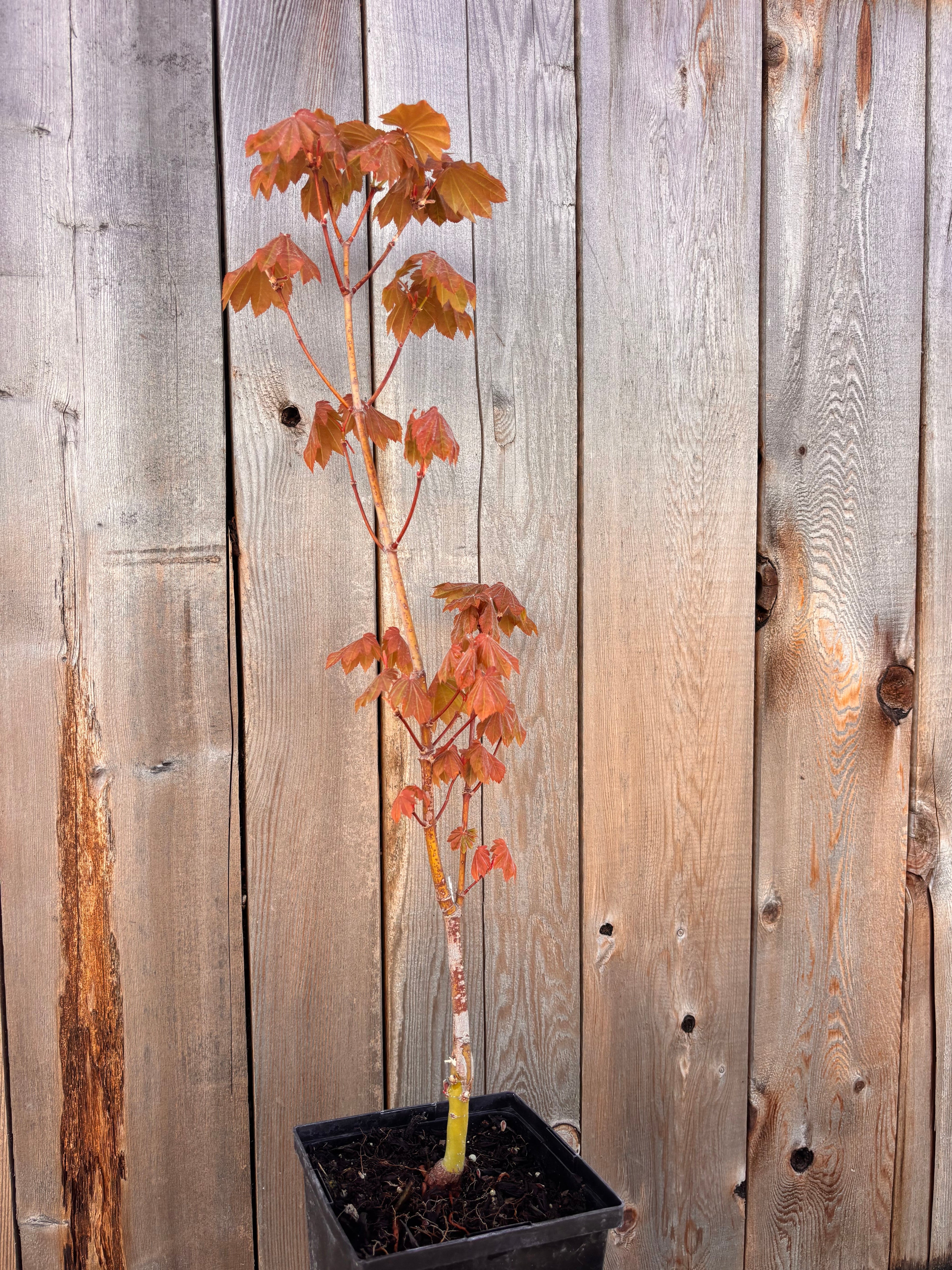 Acer Japonicum ‘Ruby’