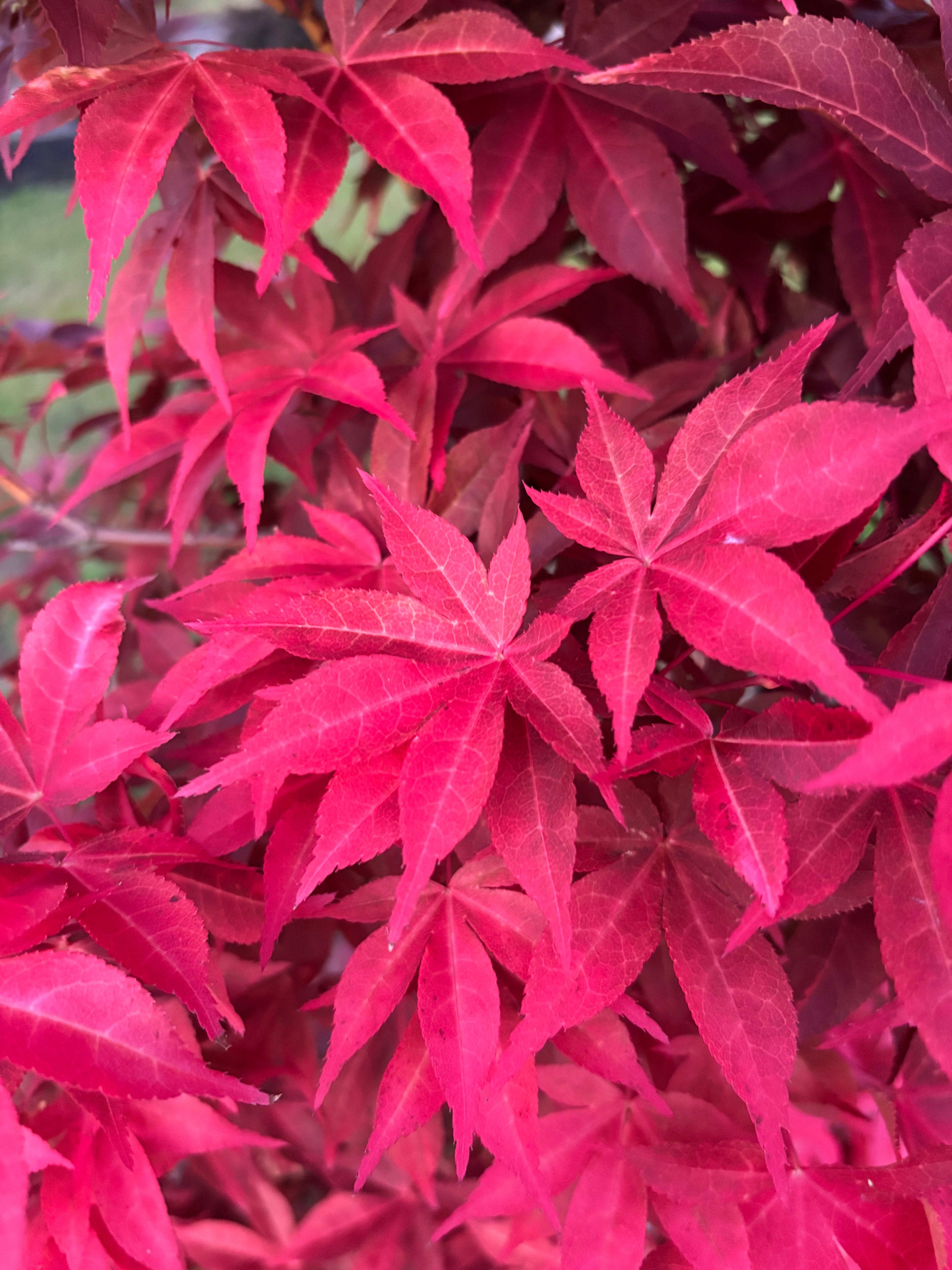 Acer Palmatum ‘Gable’s Glory’