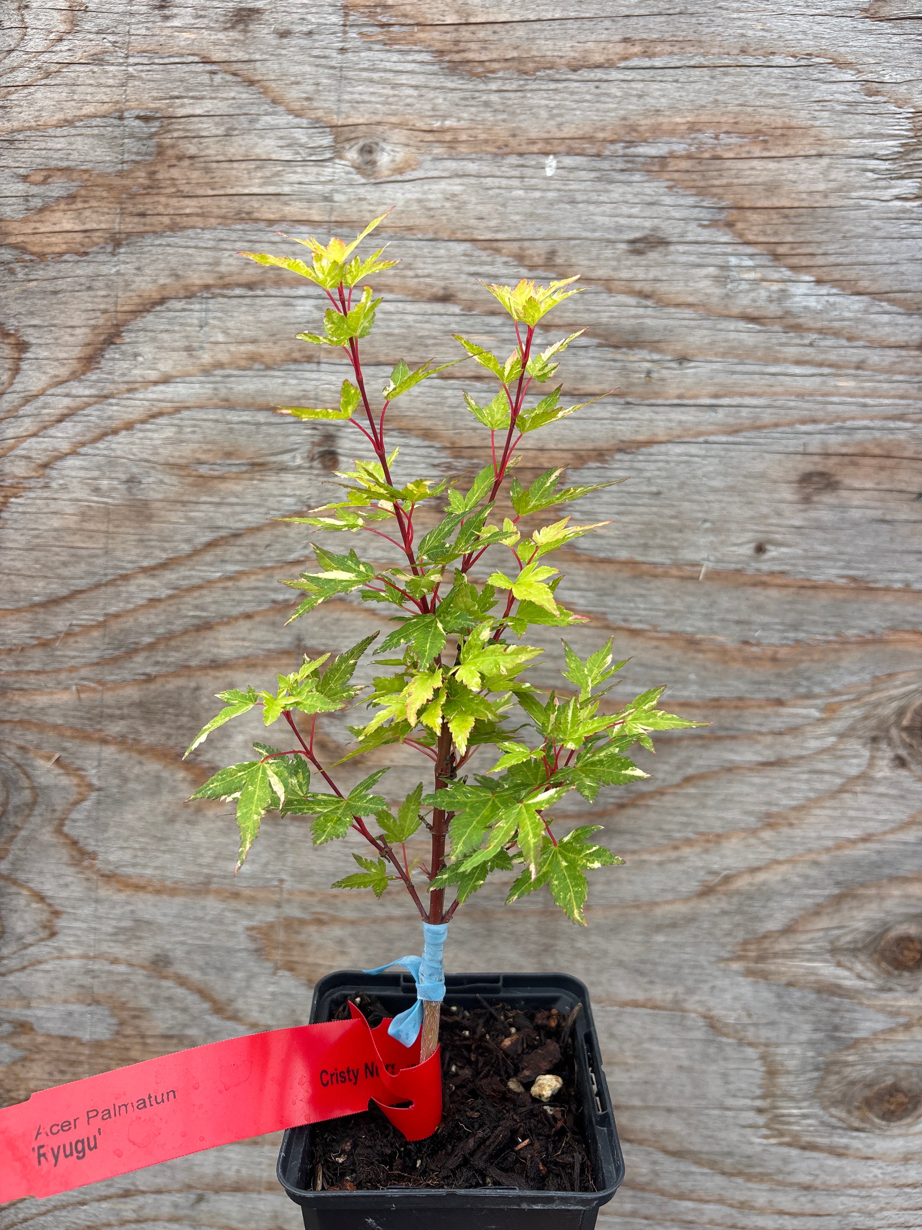 Acer Palmatum ‘Ryugu’ (Graft Liner)