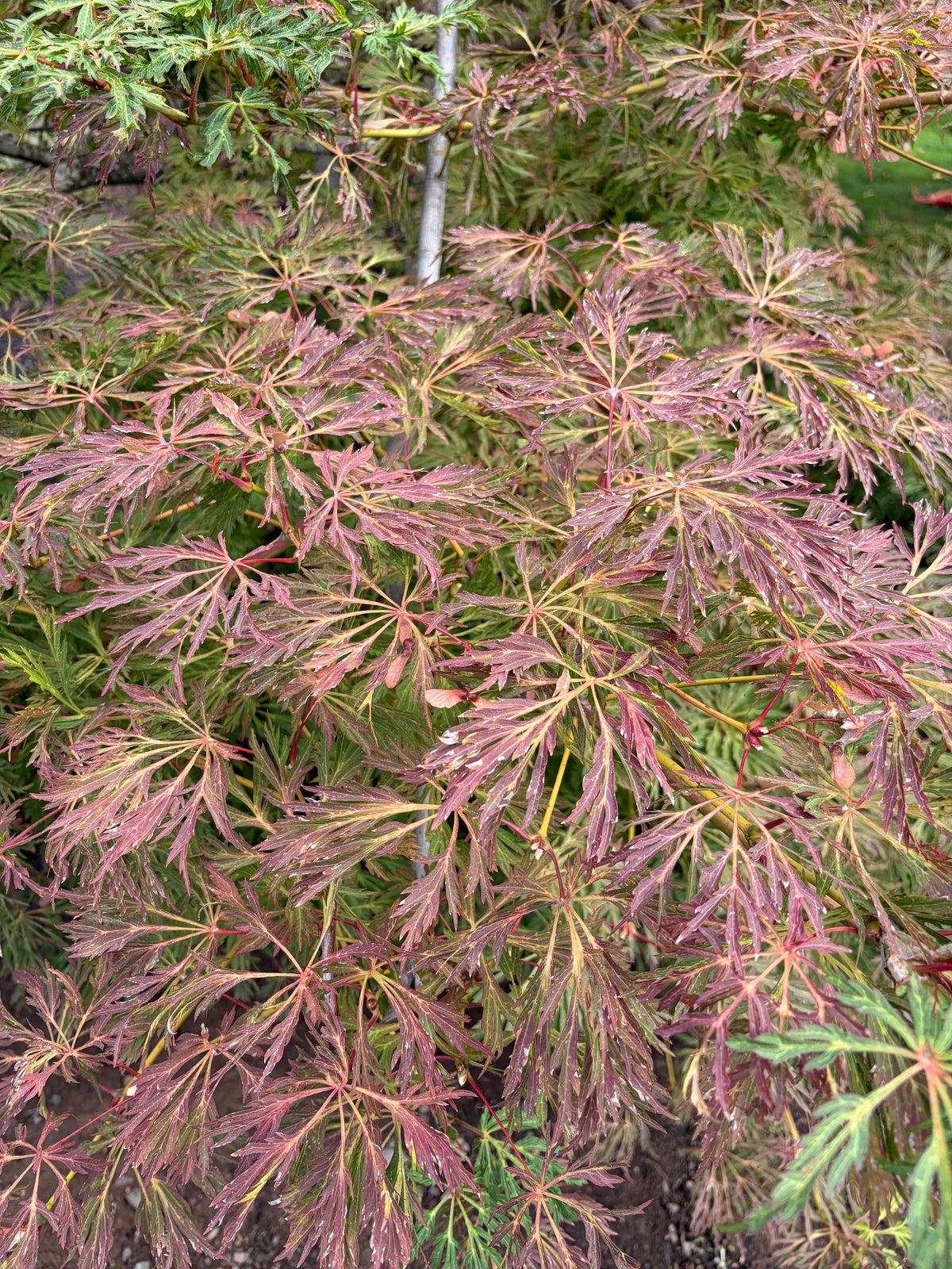 Acer Japonicum ‘Oregon Fern’
