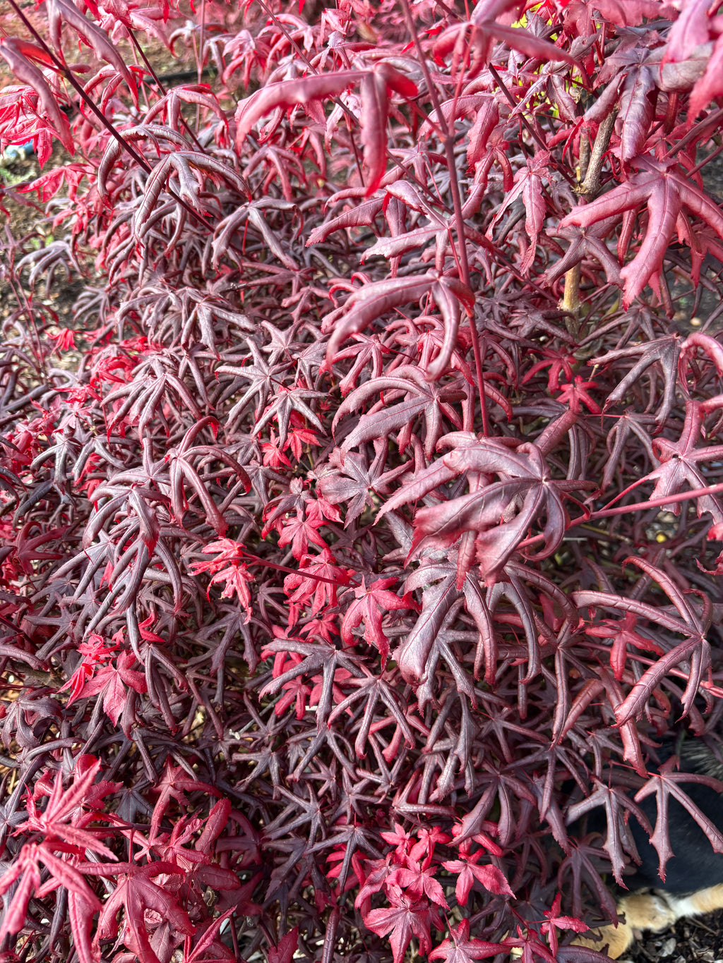 Acer Palmatum ‘Peve Starfish’