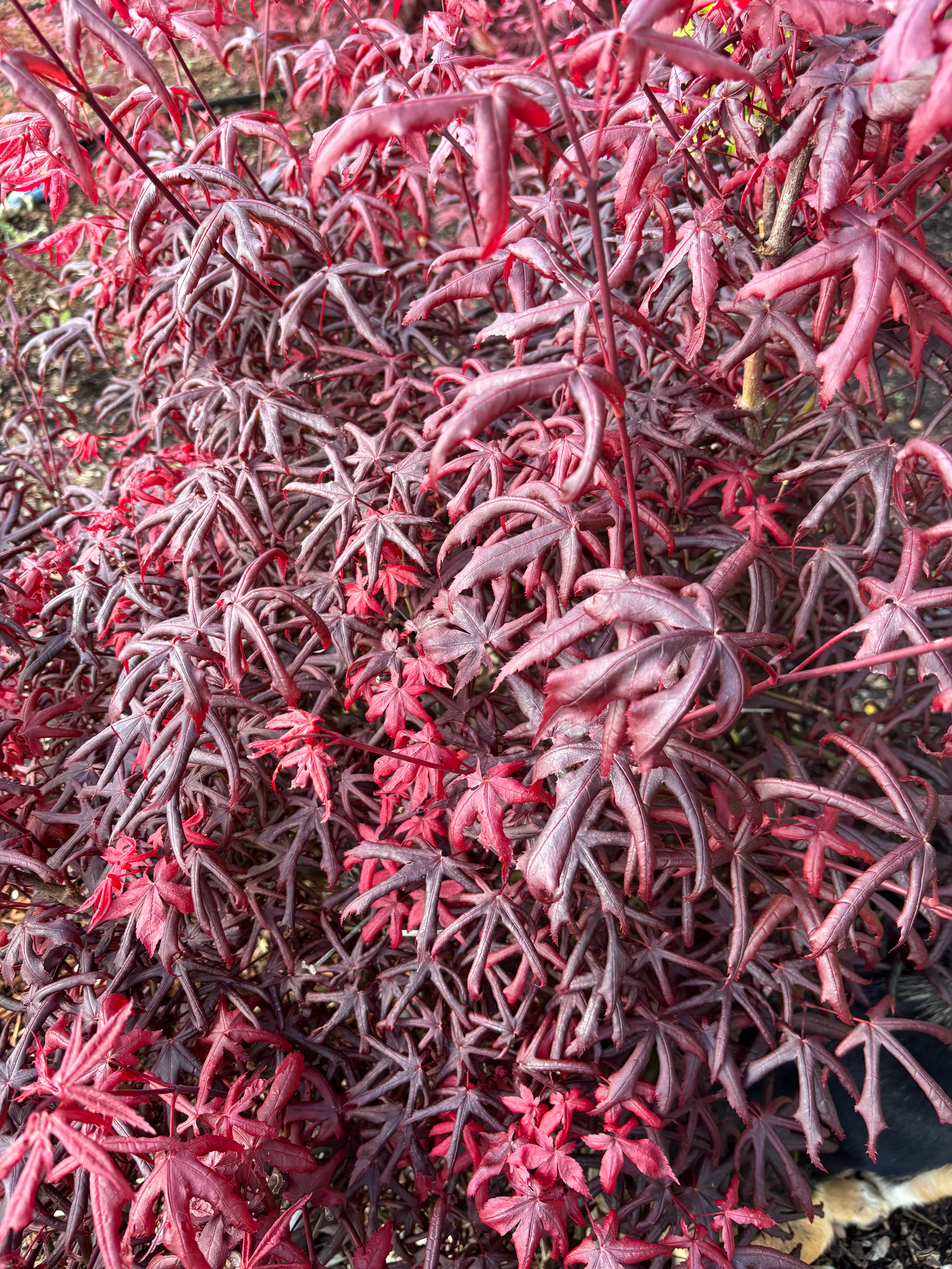 Acer Palmatum ‘Peve Starfish’