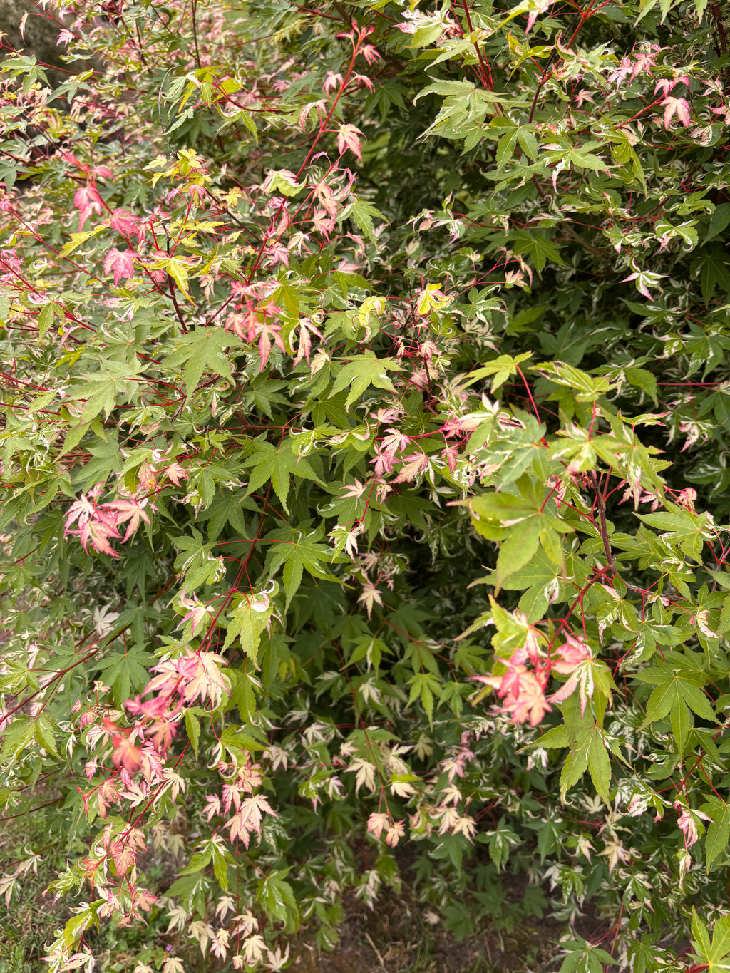 Acer Palmatum ‘Taiyo Nishiki’