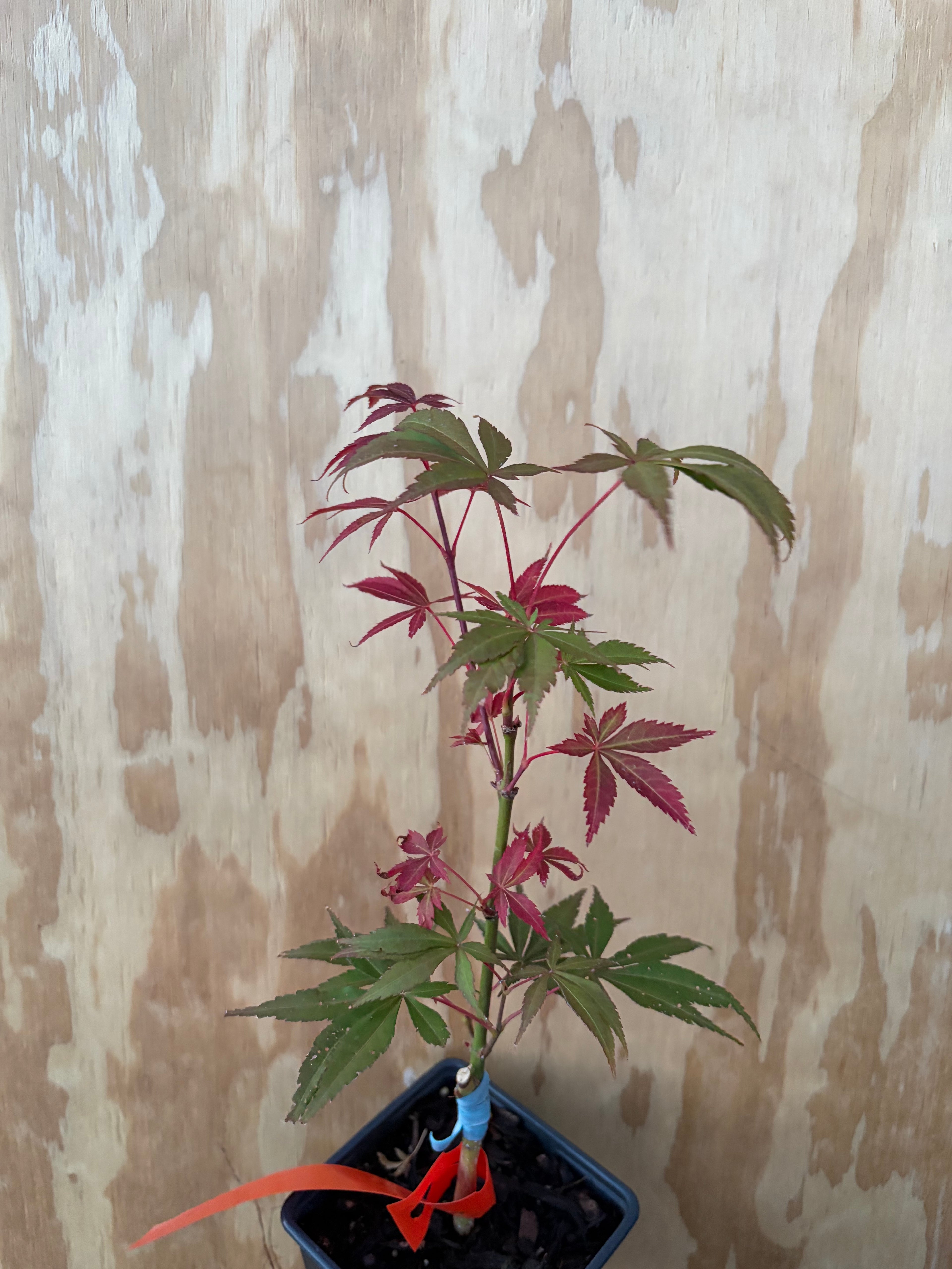 Acer Palmatum ‘Blackbeard’s Gold’