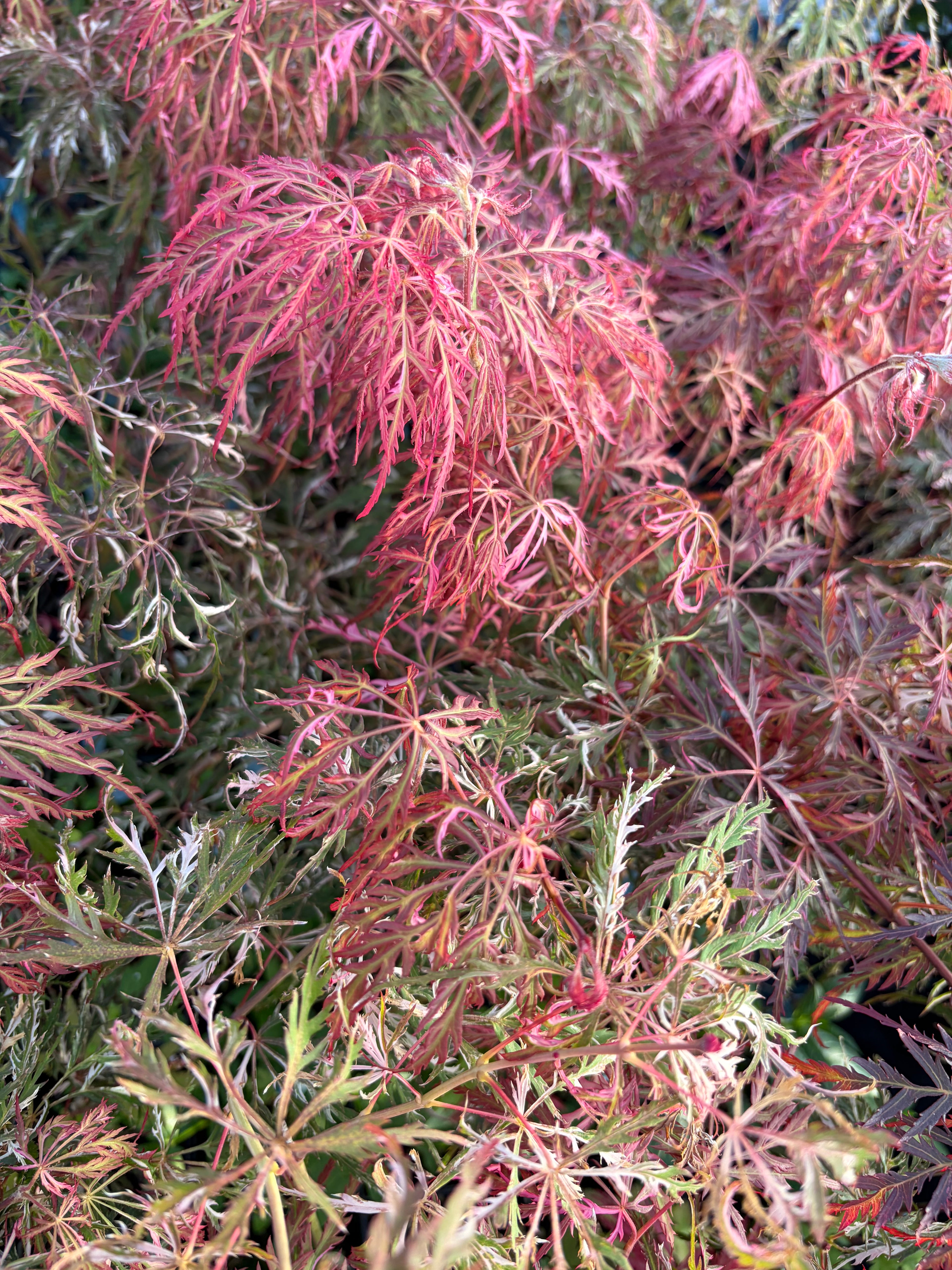 Acer Palmatum ‘Hana Matoi’