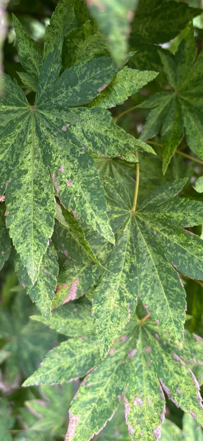 Acer Sieboldianum ‘Kumoi Nishiki’