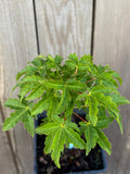 Acer Palmatum ‘Ojishi’