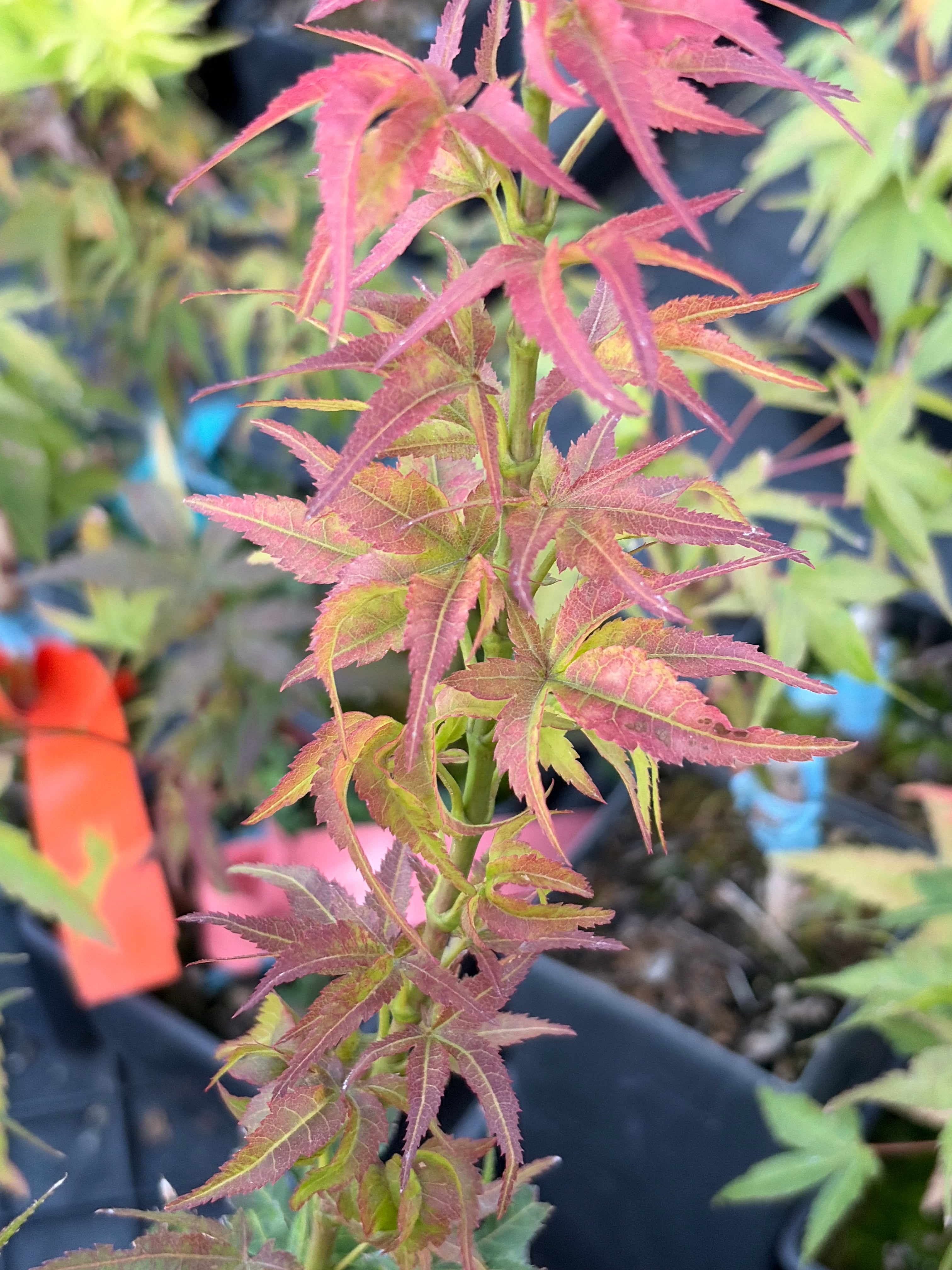 Acer Palmatum ‘Kurenai Jishi’