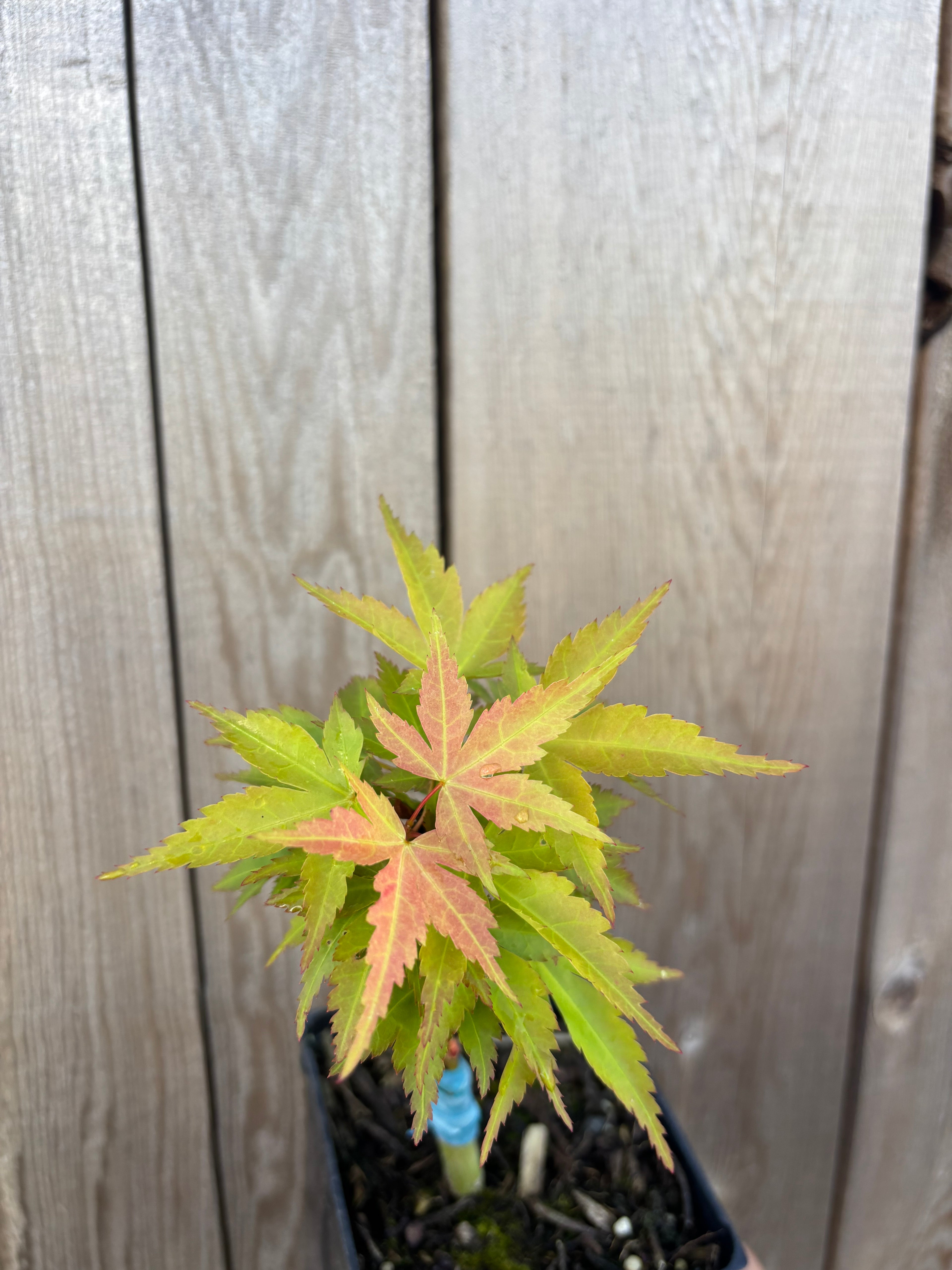 Acer Palmatum ‘Mystic Mikawa’