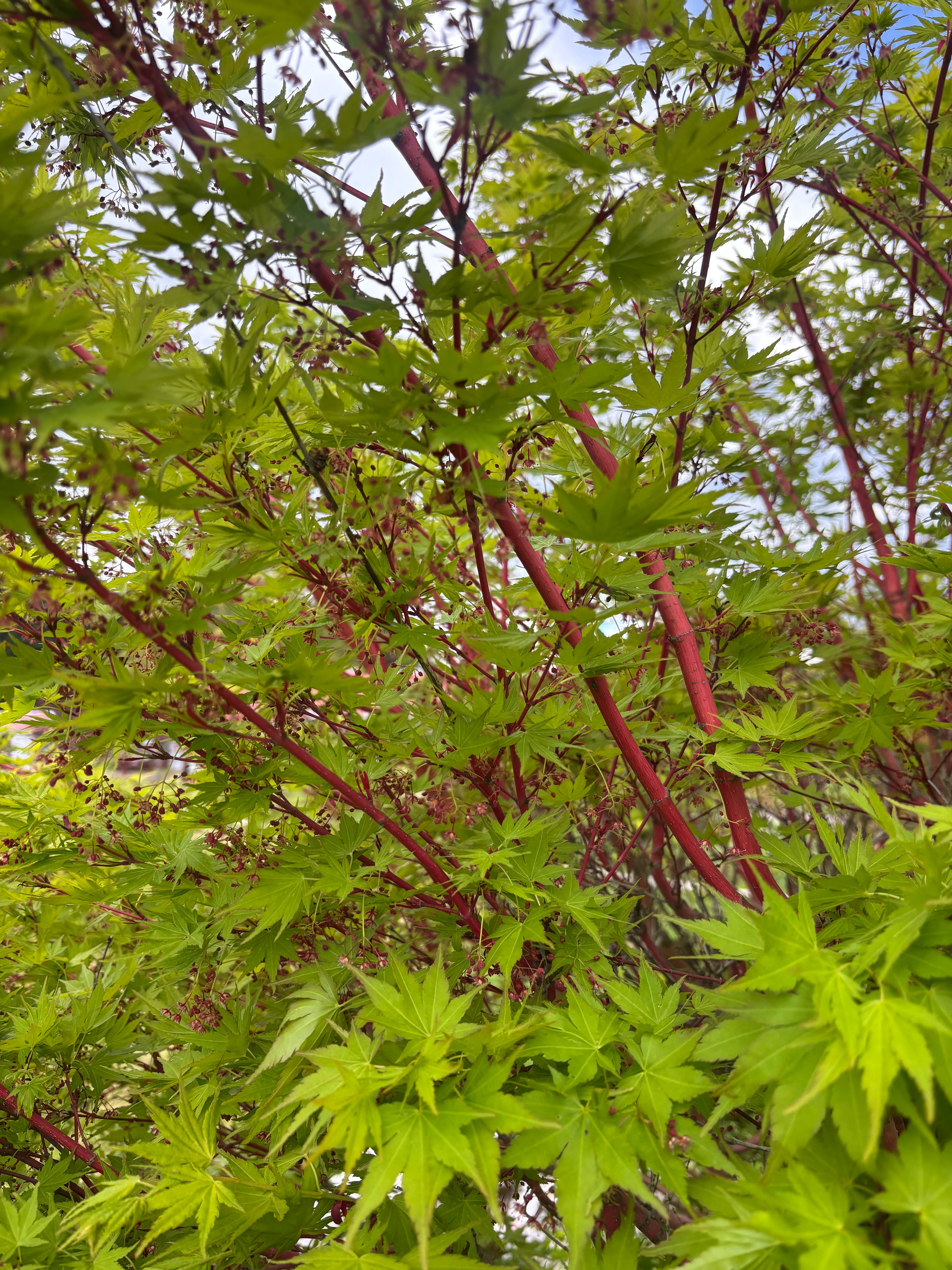 Acer Palmatum ‘Sango Kaku’
