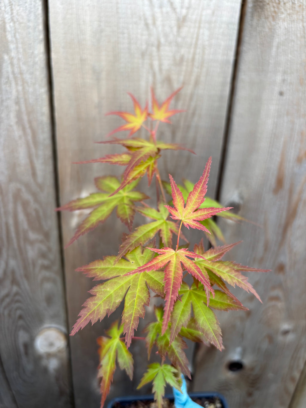Acer Palmatum ‘Coral Magic’