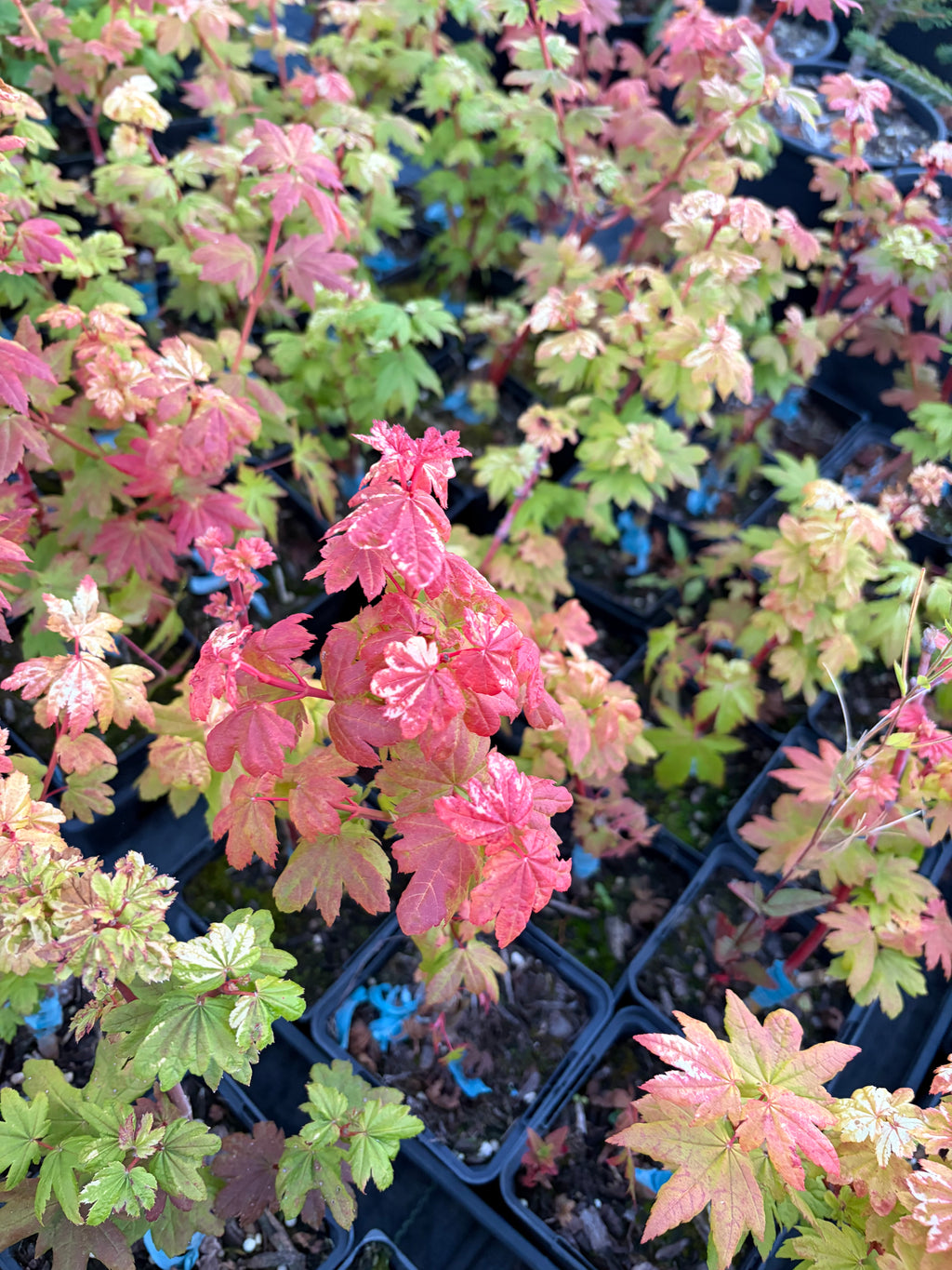 Acer Circinatum ‘Lil Gem’