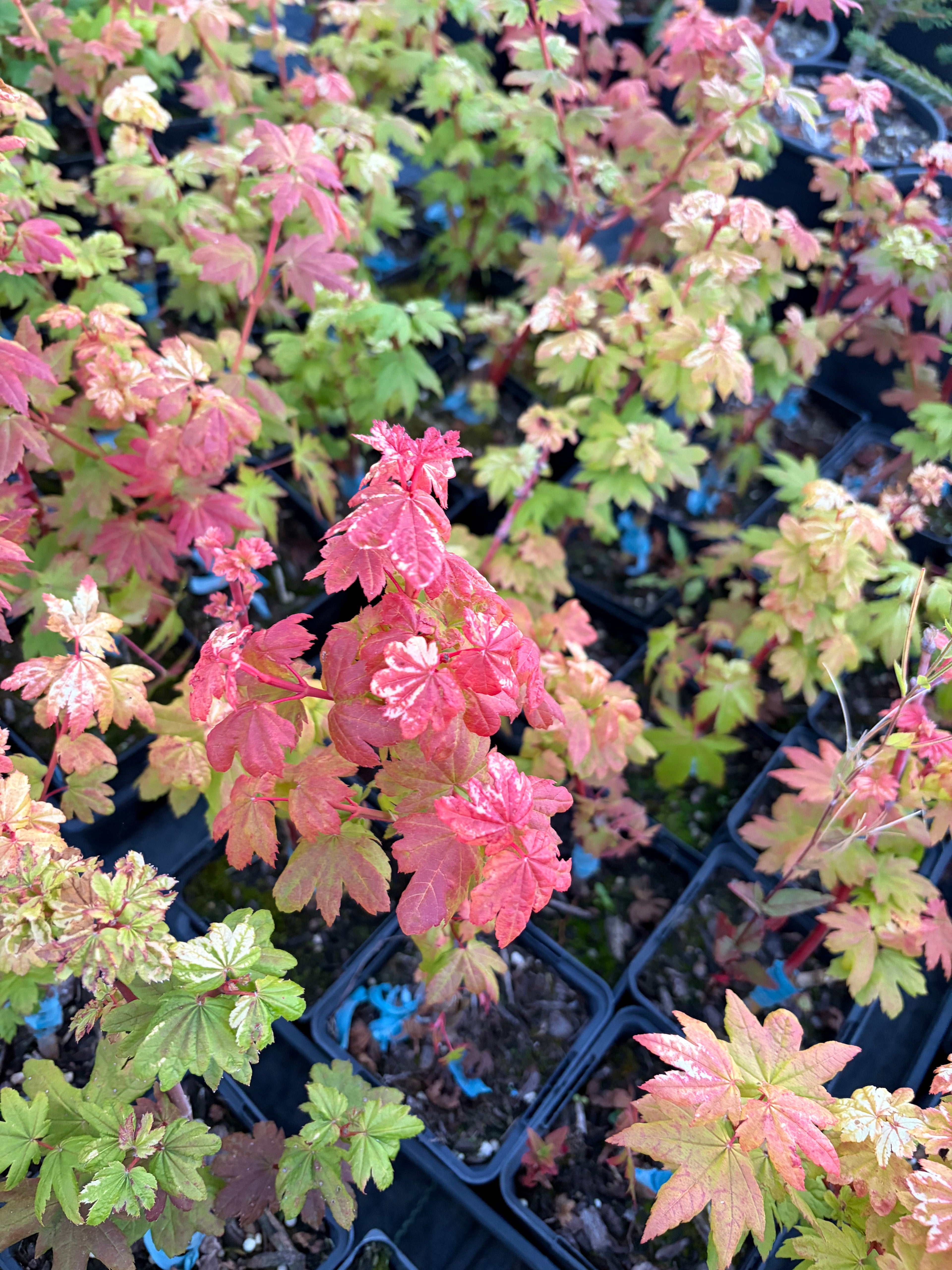 Acer Circinatum ‘Lil Gem’