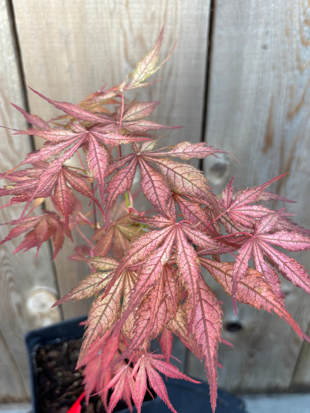 Acer Palmatum ‘Elmwood’