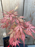 Acer Palmatum ‘Elmwood’