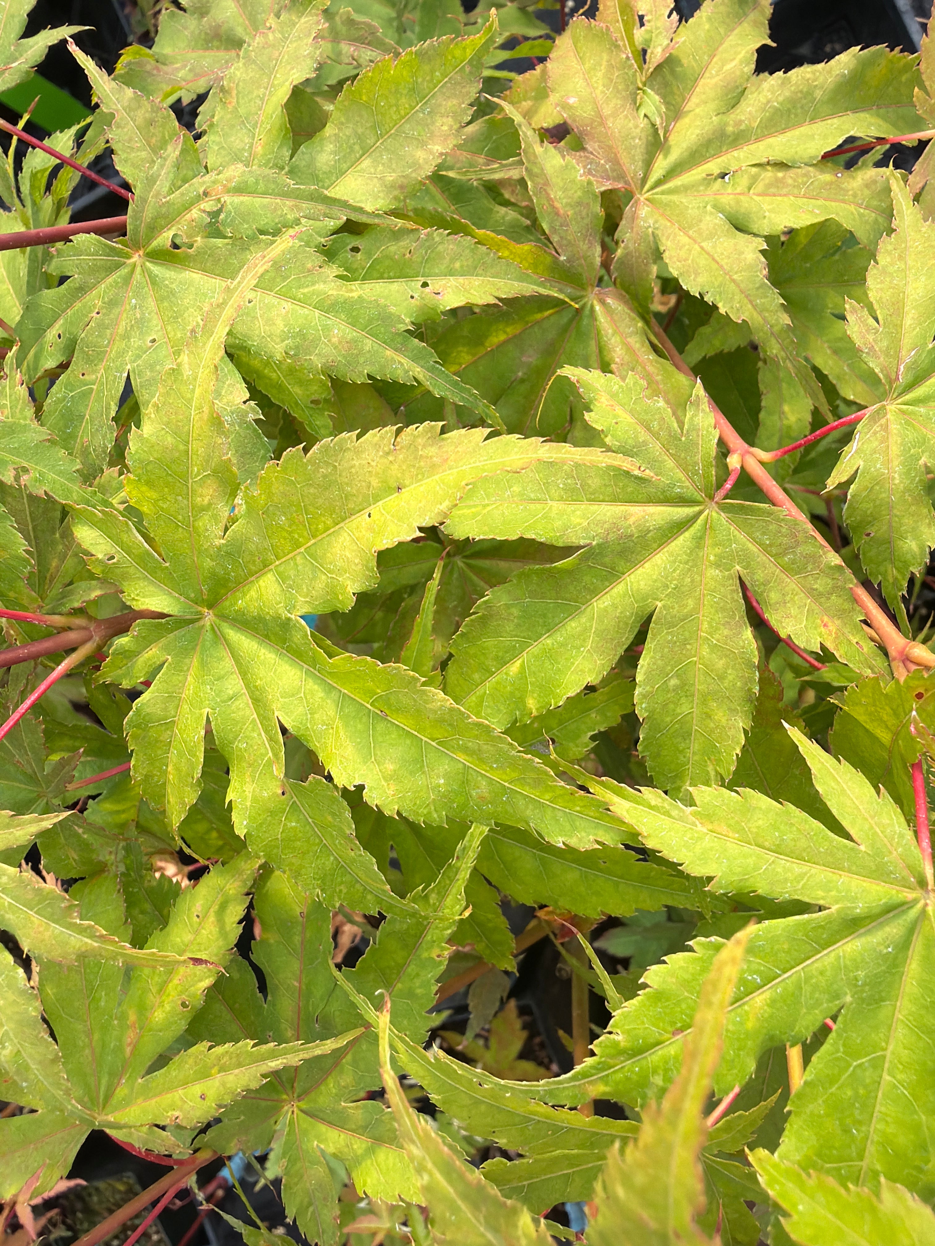 Acer Palmatum ‘Ghost Dancer’