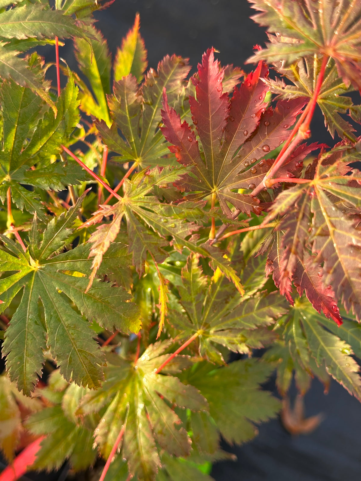 Acer Palmatum ‘Ariadne’