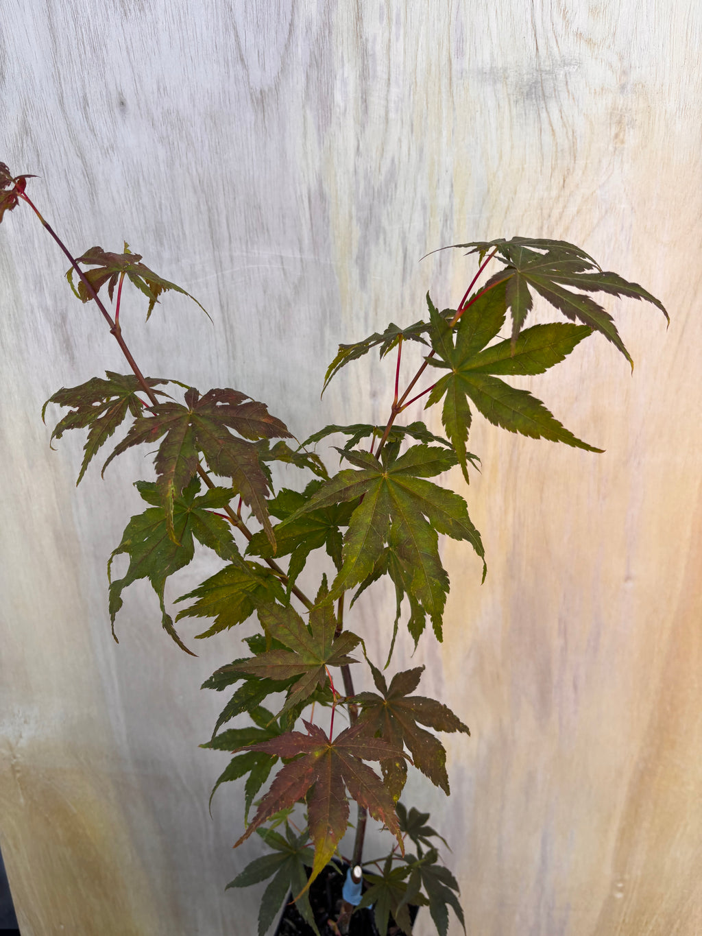 Acer Palmatum ‘Ghost Dancer’