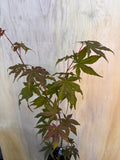 Acer Palmatum ‘Ghost Dancer’