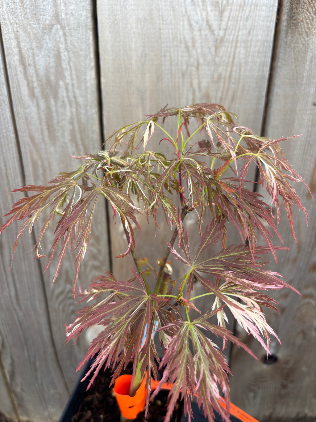 Acer Palmatum ‘Toyama Nishiki’
