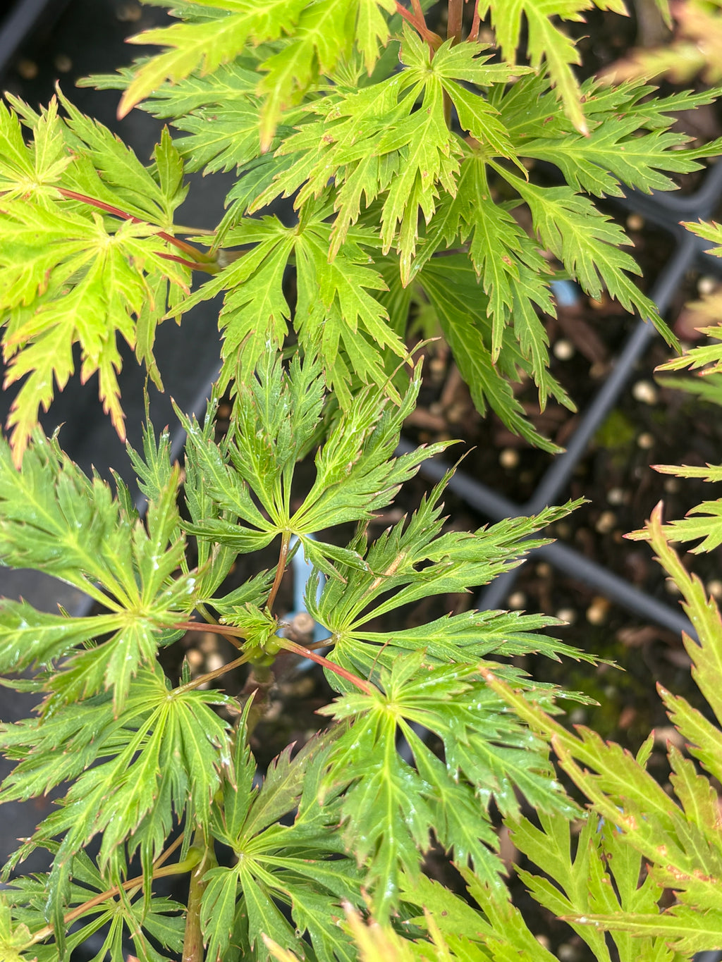 Acer Shirasawanum ‘Green Snowflake’