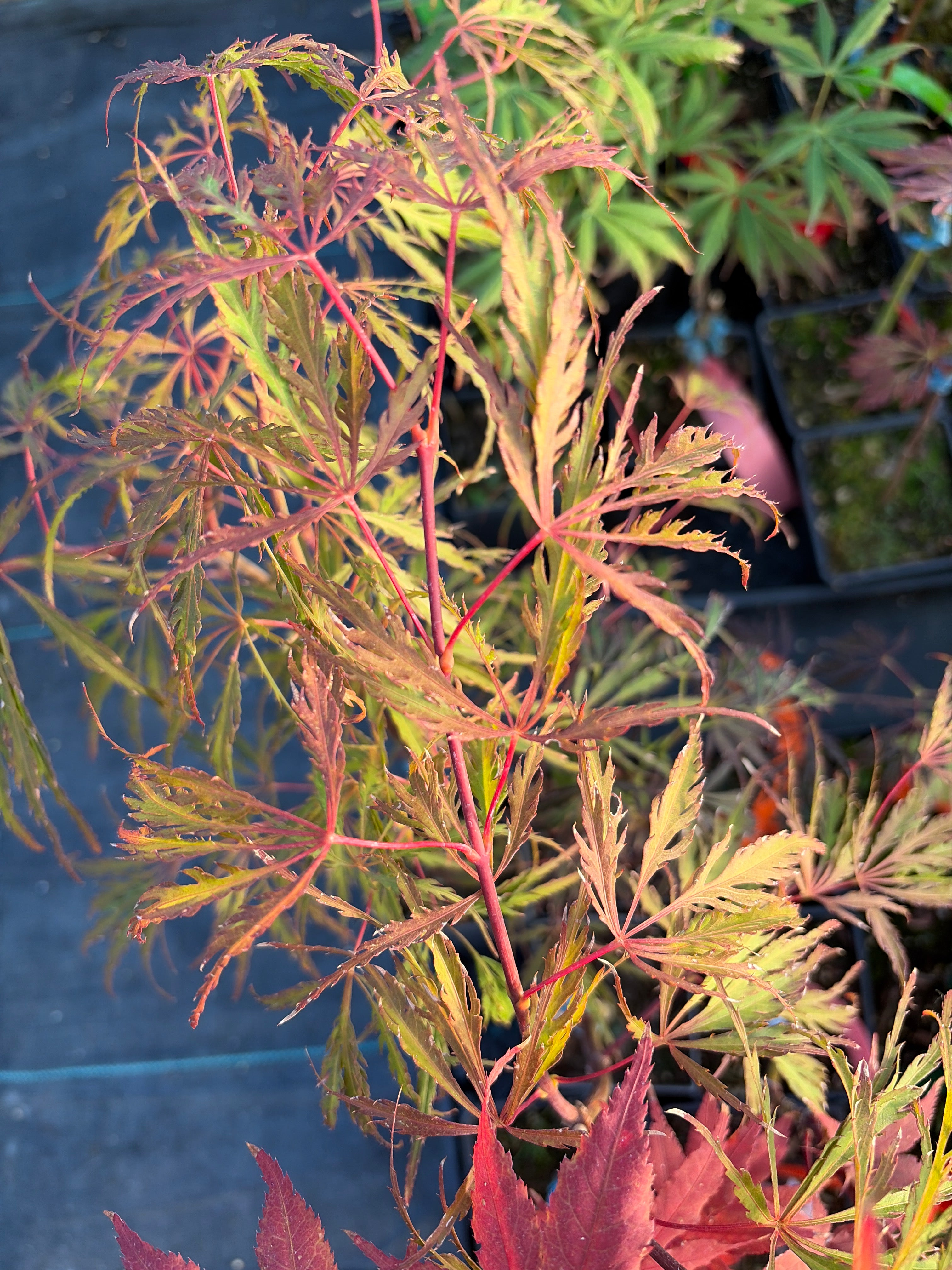 Acer Palmatum ‘Orangeola’