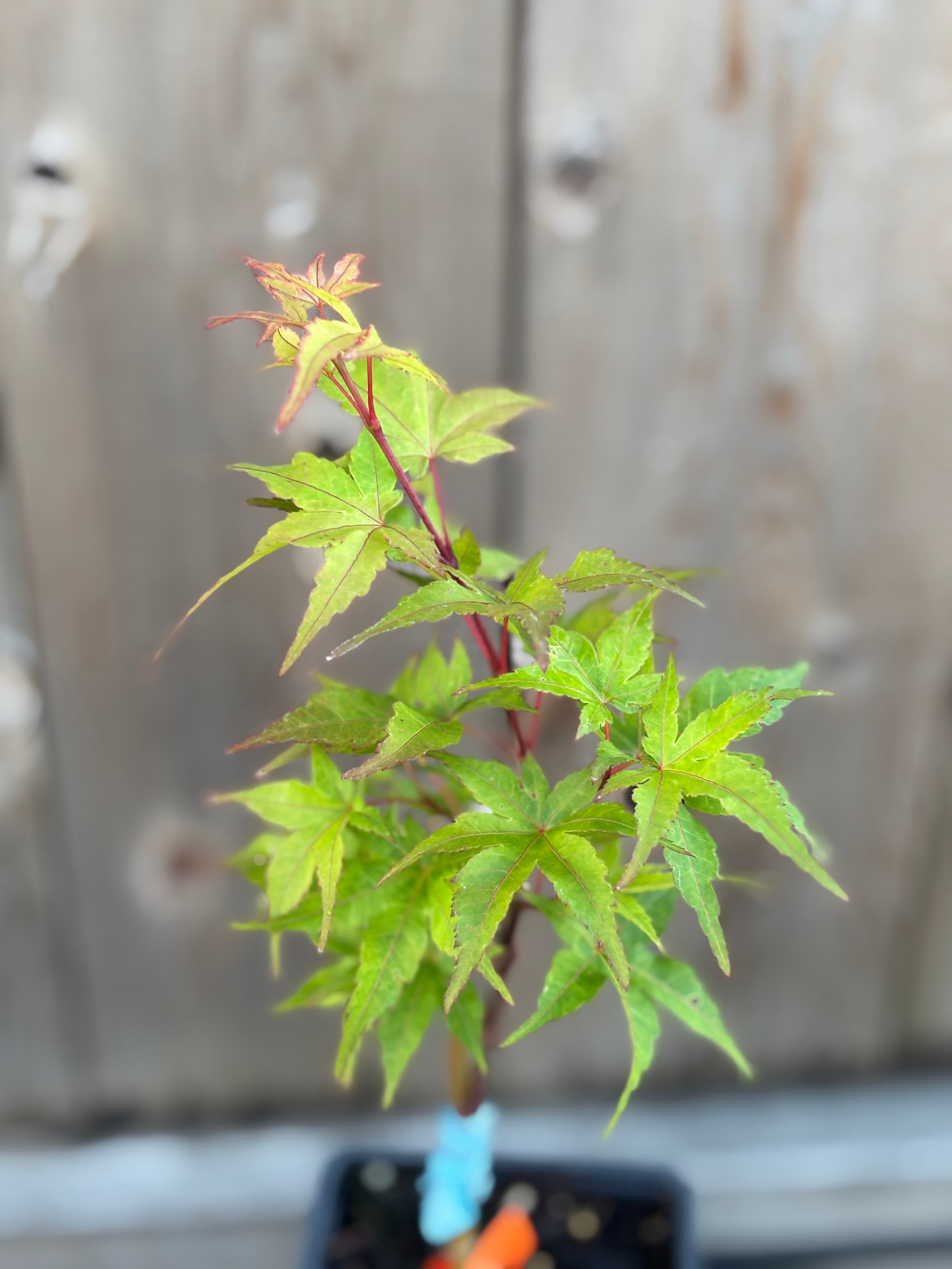 Acer Palmatum 'Taro Yama'