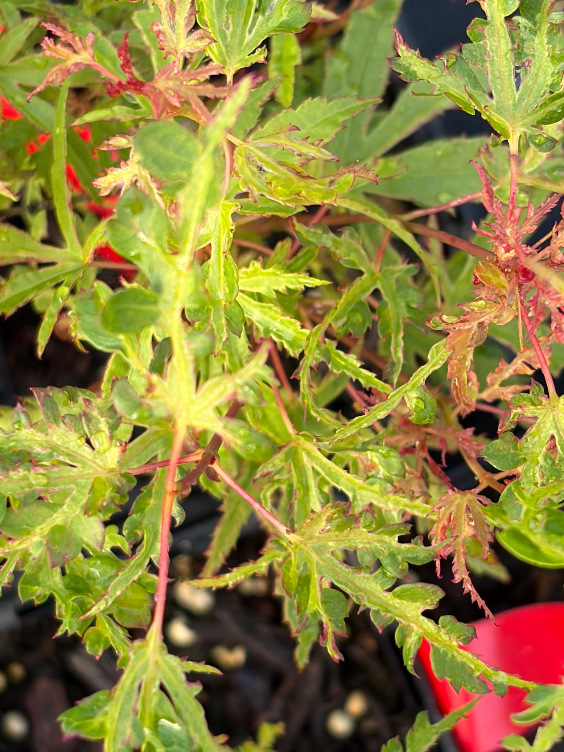 Acer Palmatum ‘Dr.Suess’