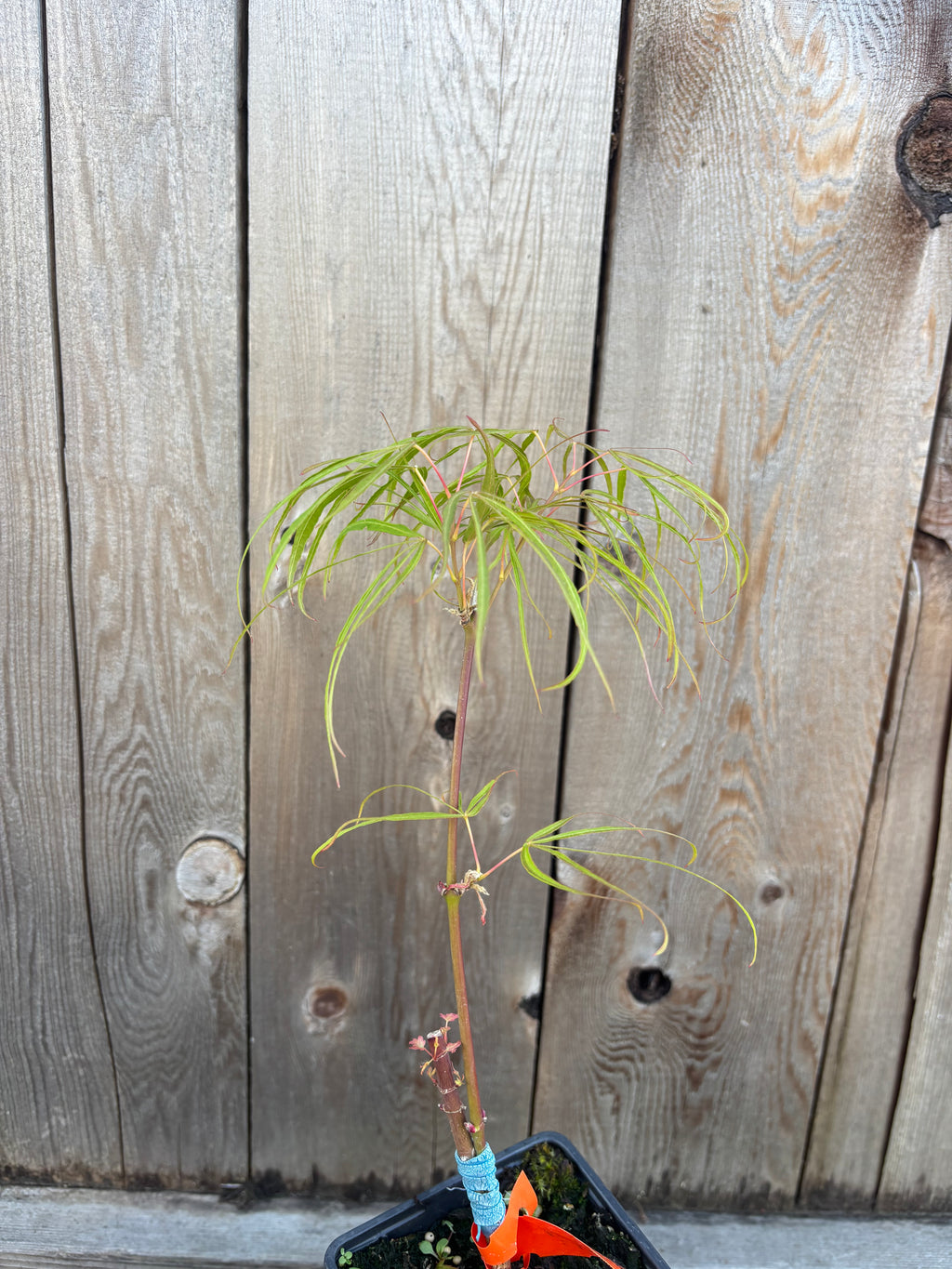 Acer Palmatum 'Koto-No-Ito'