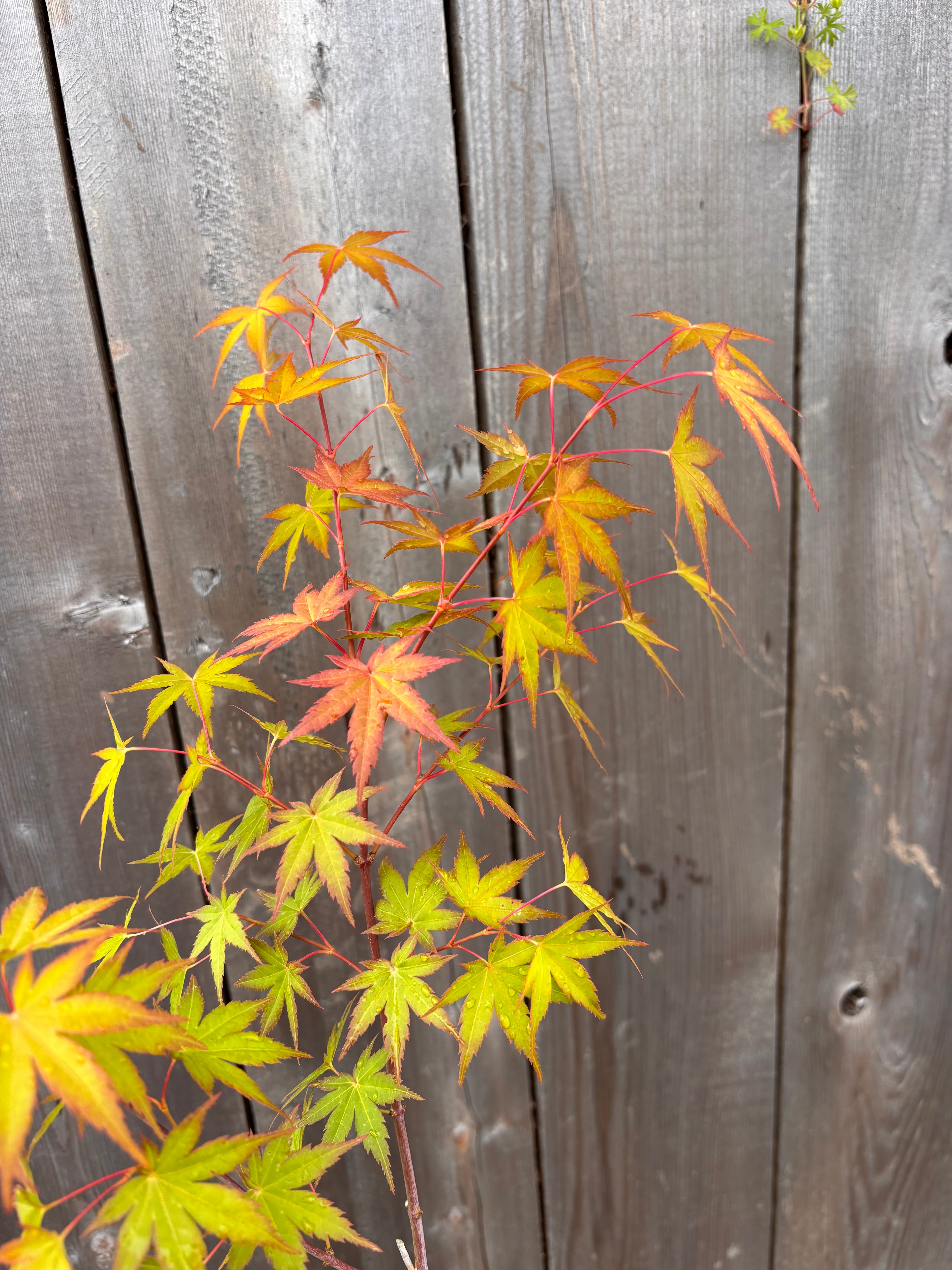 Acer Palmatum ‘Coral Magic’