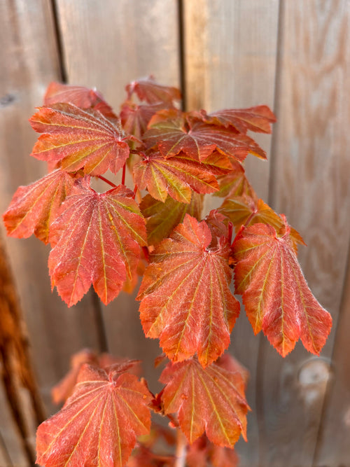 Acer Japonicum ‘Ruby’