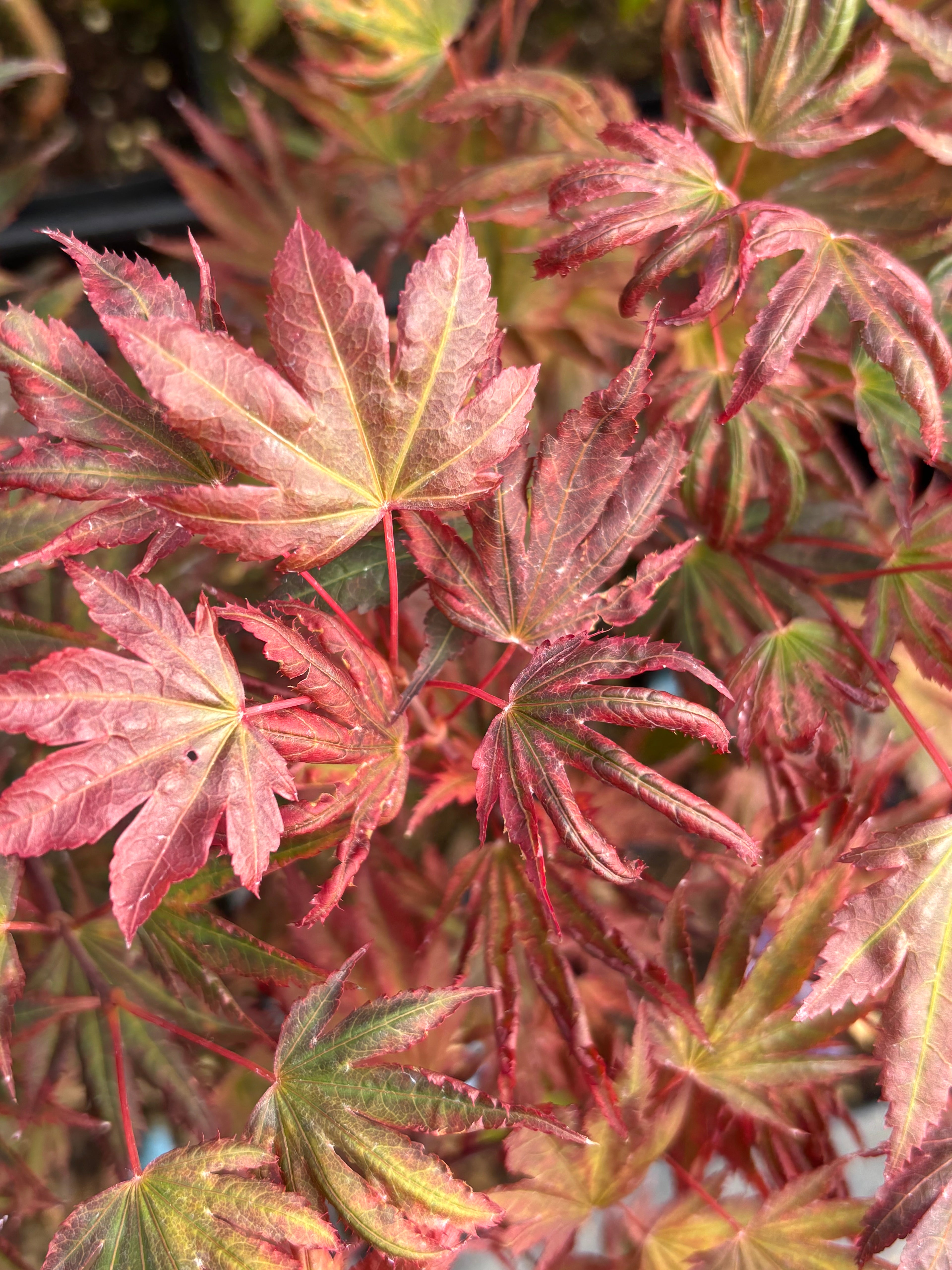 Acer Palmatum X ‘Purple Curl’