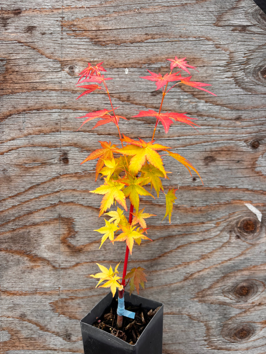 Acer Palmatum ‘Bihou’