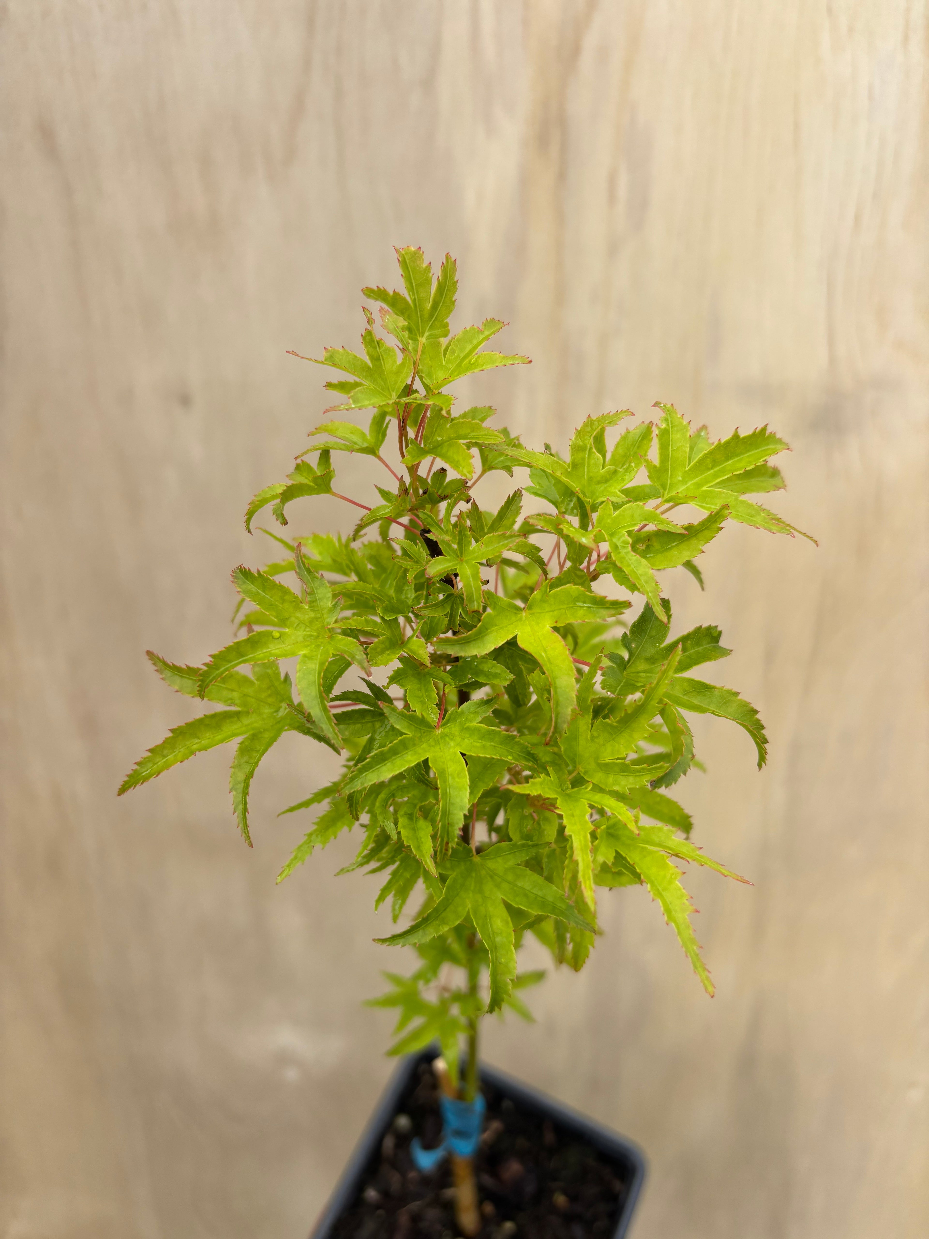 Acer Palmatum ‘Kamagata’