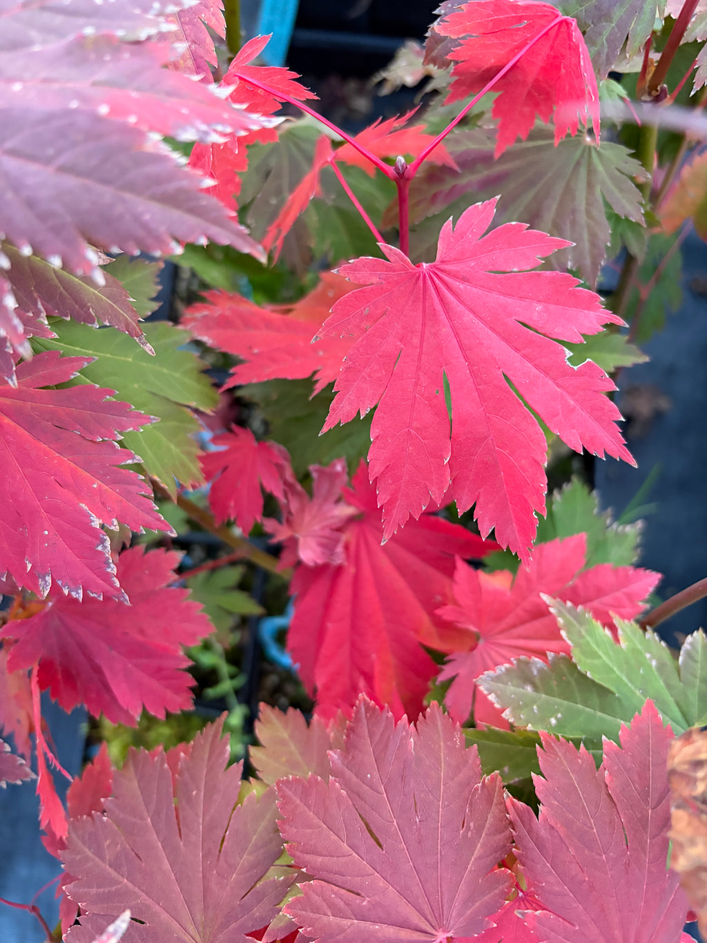 Acer Japonicum ‘O Otaki’