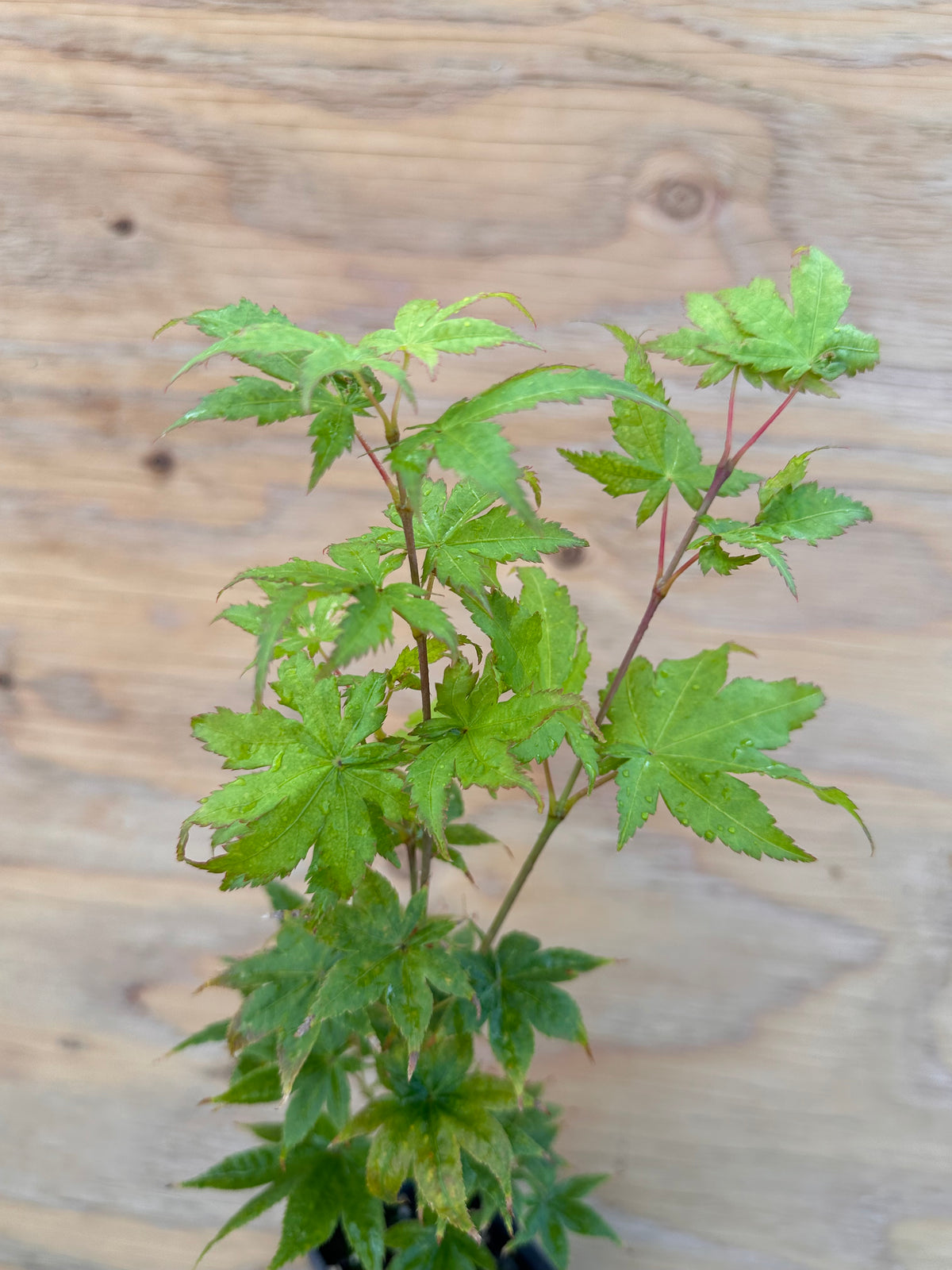Acer Palmatum ‘Shigi No Hoshi’
