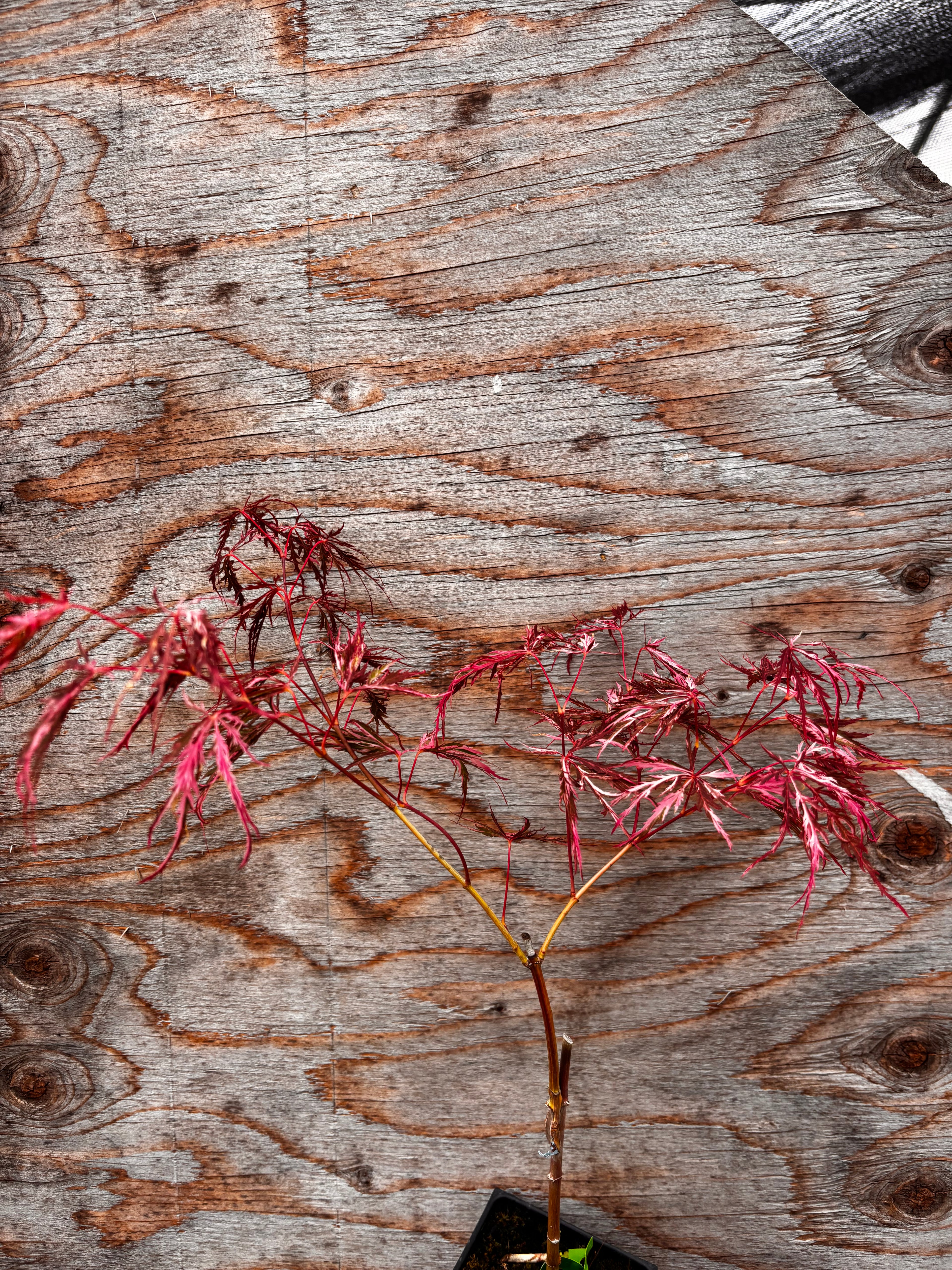 Acer Palmatum ‘Hana Matoi’
